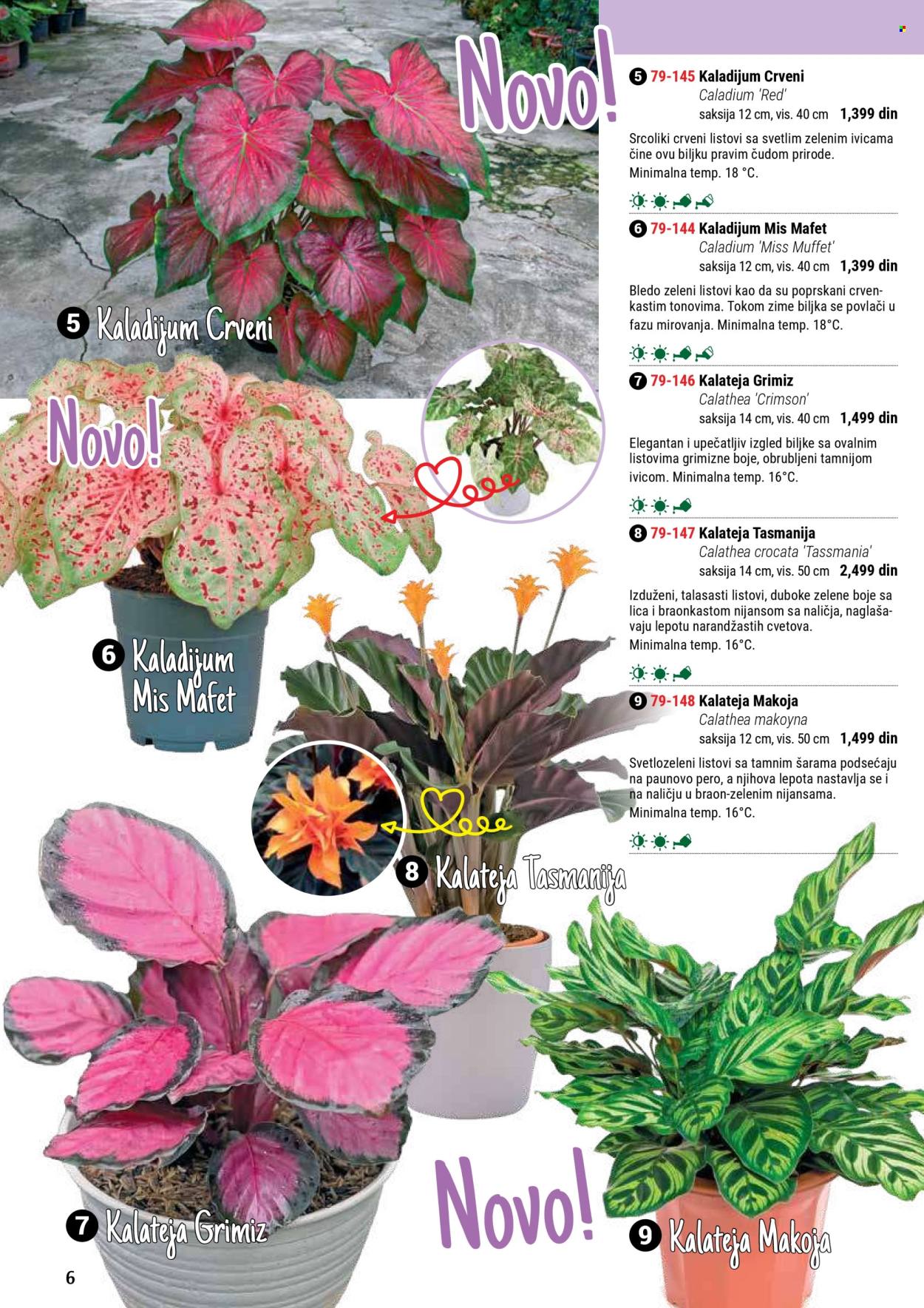 flora-ekspres - Flora Ekspres katalog septembar 2025 - page: 6