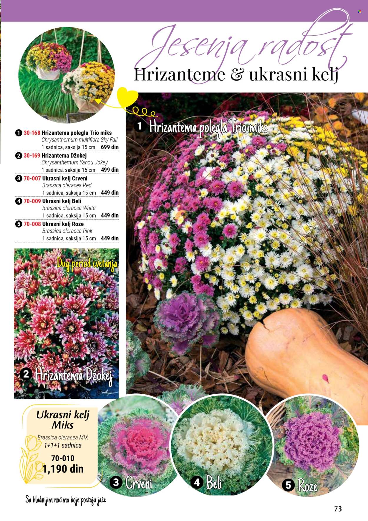 flora-ekspres - Flora Ekspres katalog septembar 2025 - page: 73