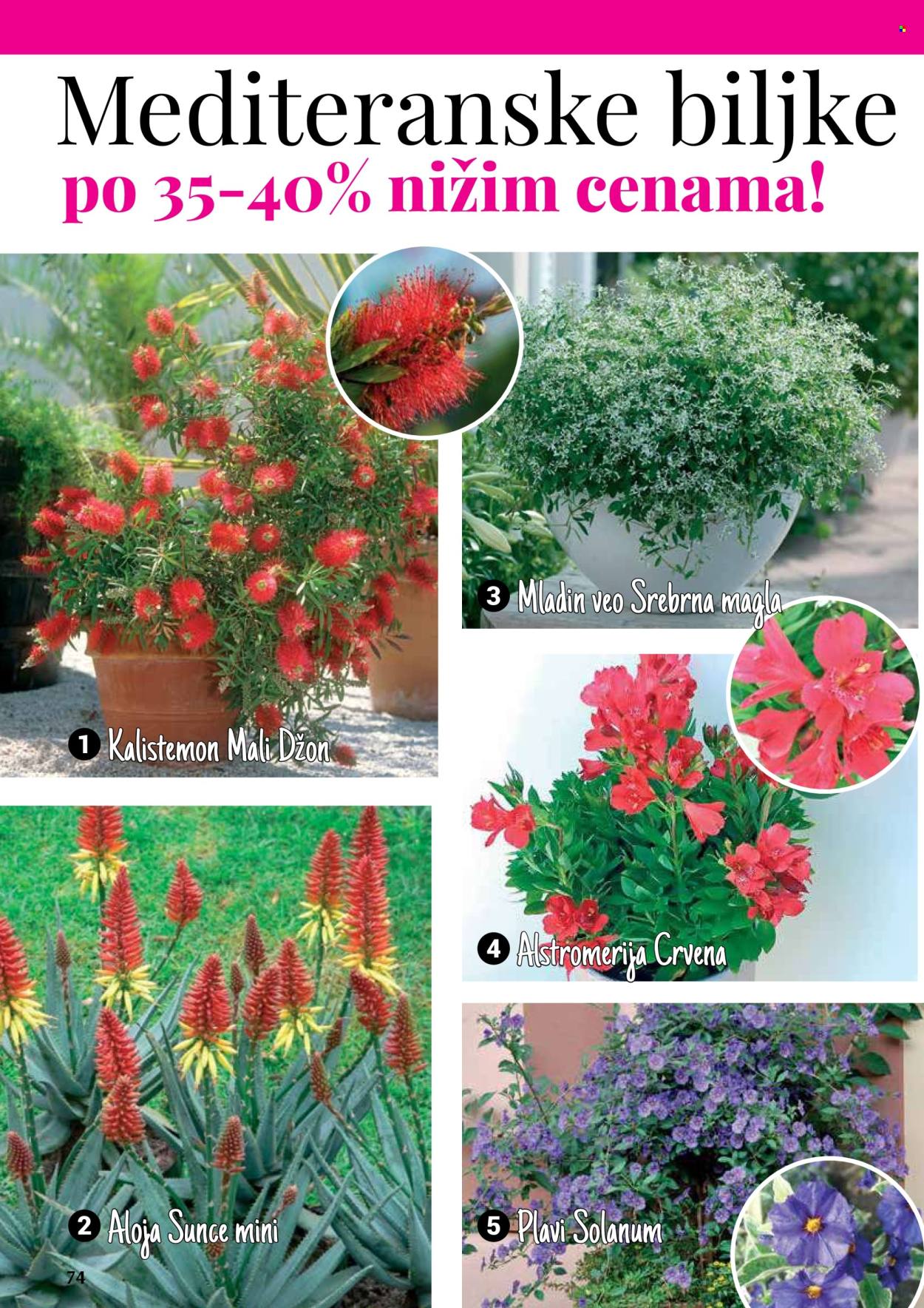 flora-ekspres - Flora Ekspres katalog septembar 2025 - page: 74
