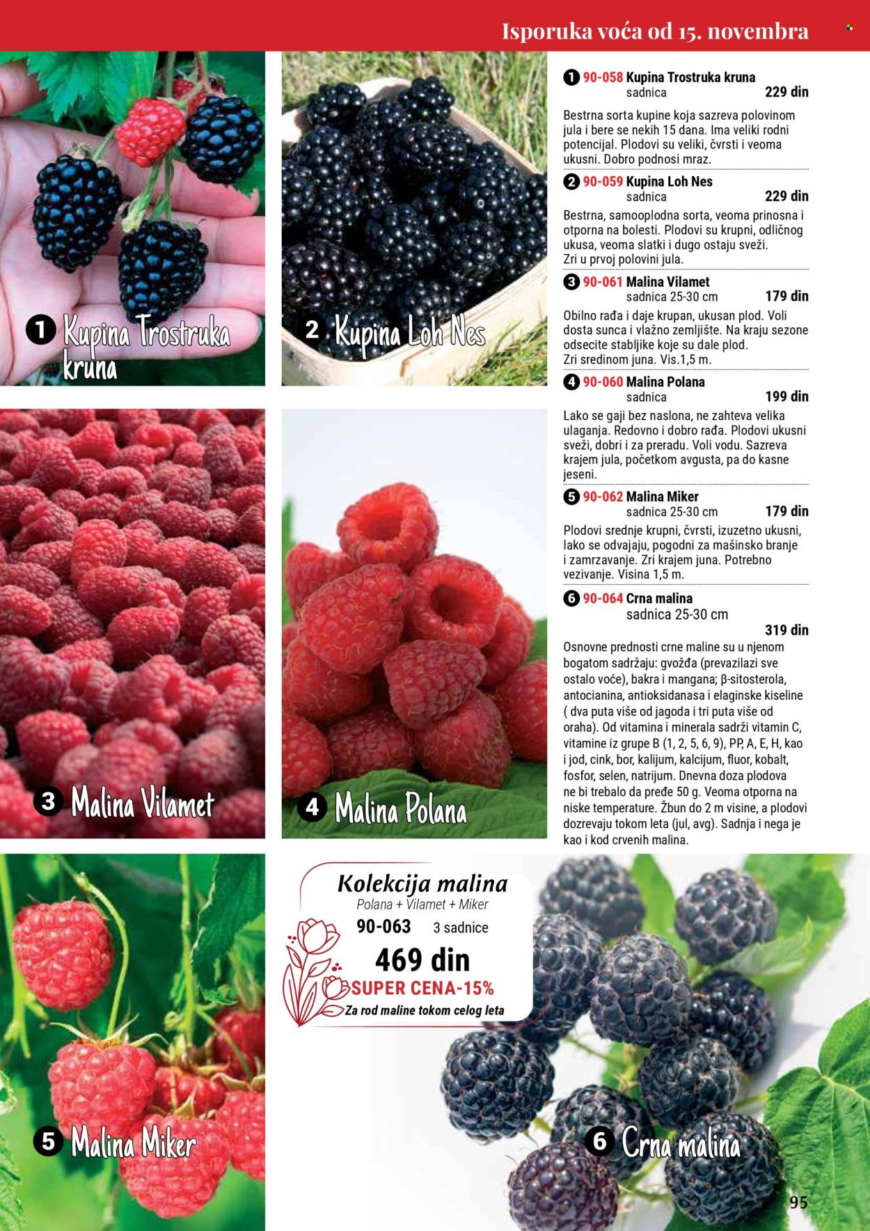 flora-ekspres - Flora Ekspres katalog septembar 2025 - page: 95