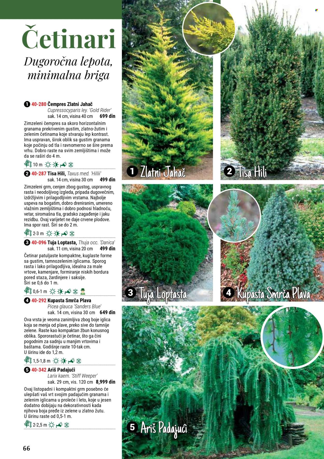 flora-ekspres - Flora Ekspres katalog septembar 2025 - page: 66