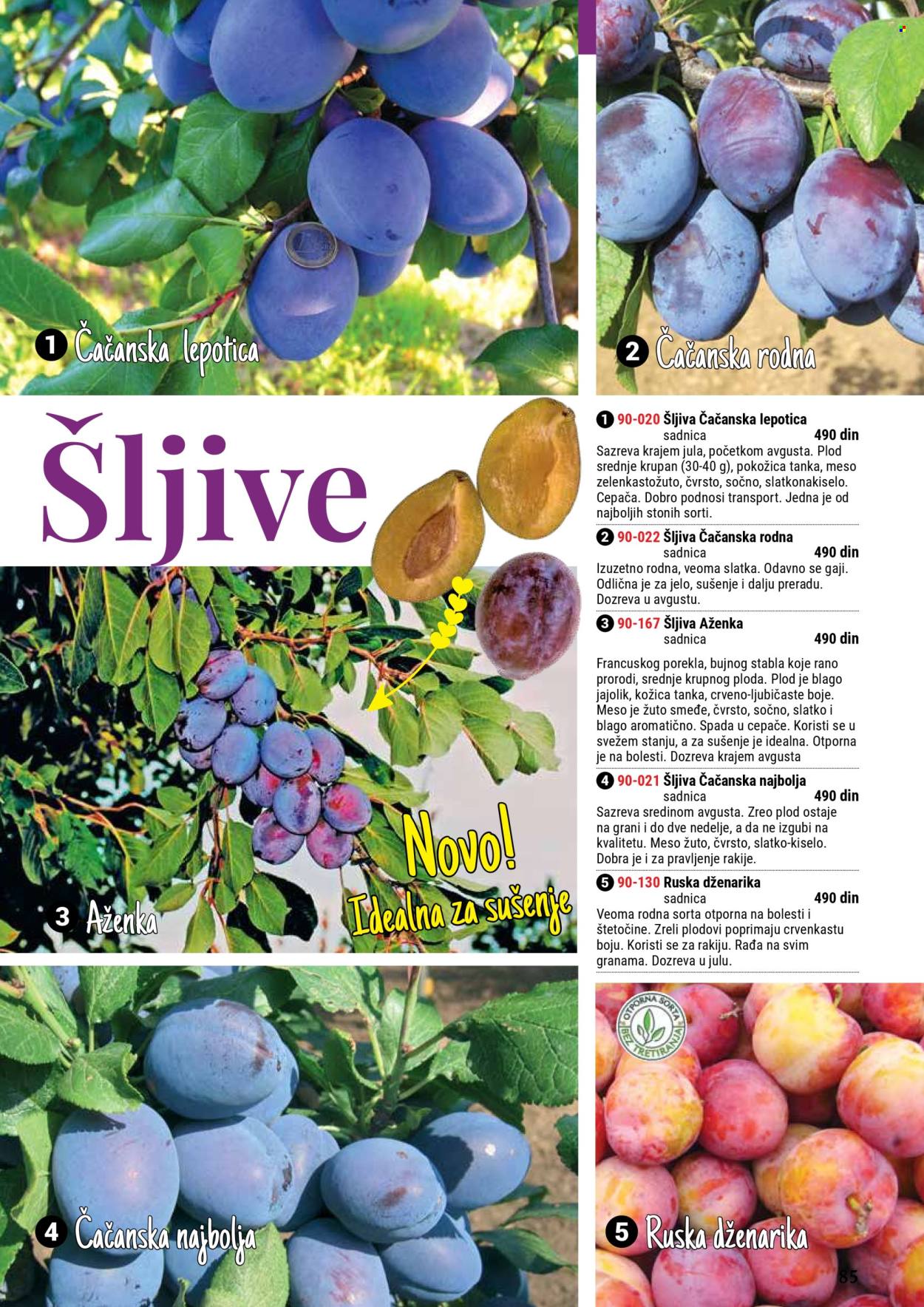 flora-ekspres - Flora Ekspres katalog septembar 2025 - page: 85