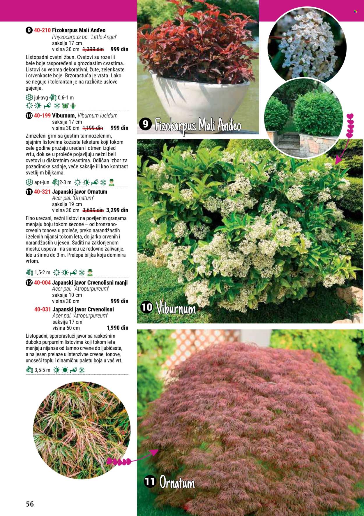 flora-ekspres - Flora Ekspres katalog septembar 2025 - page: 56