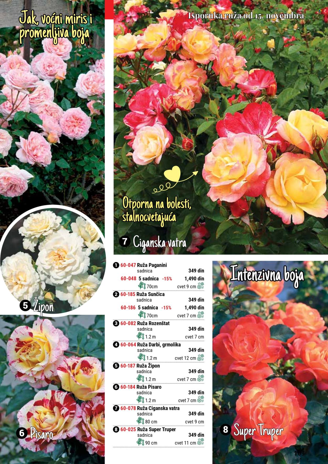 flora-ekspres - Flora Ekspres katalog septembar 2025 - page: 103