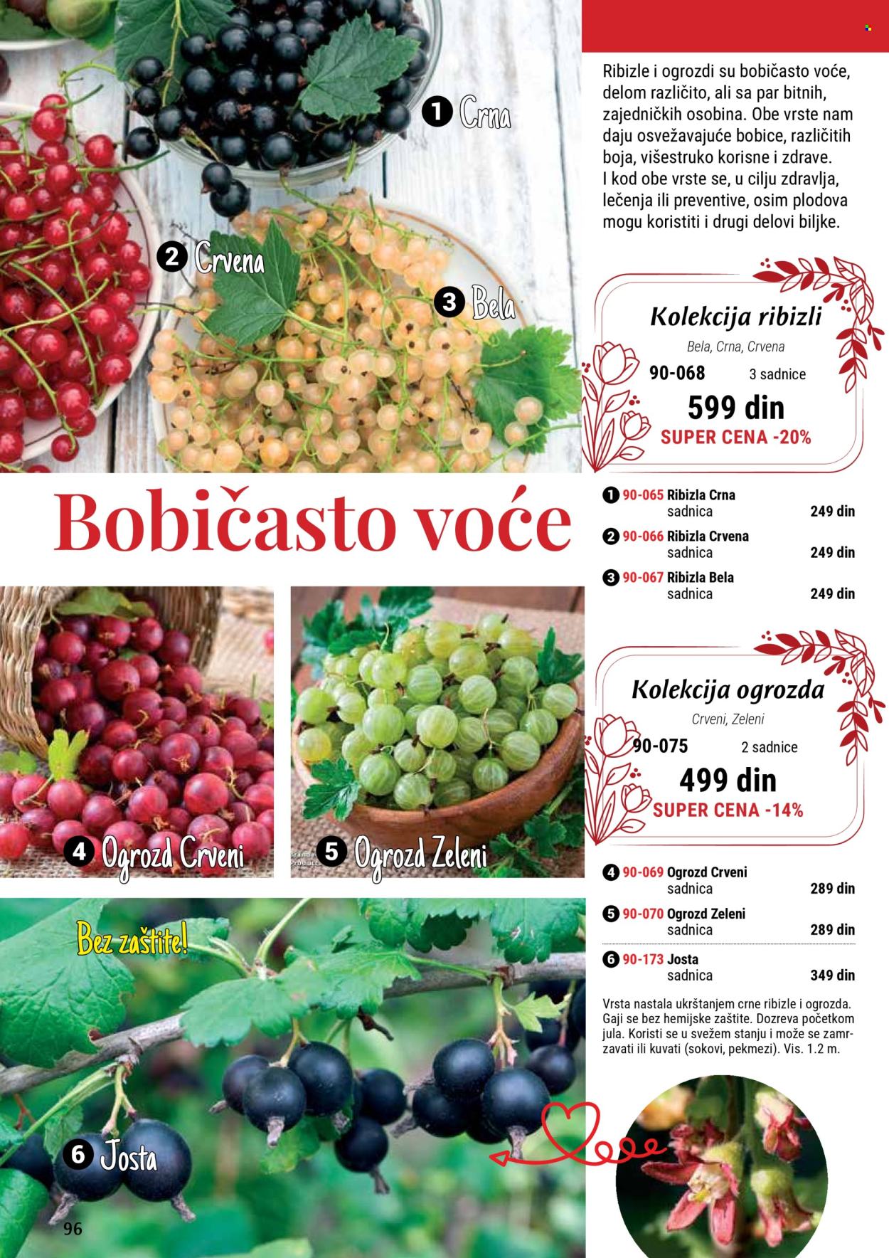 flora-ekspres - Flora Ekspres katalog septembar 2025 - page: 96