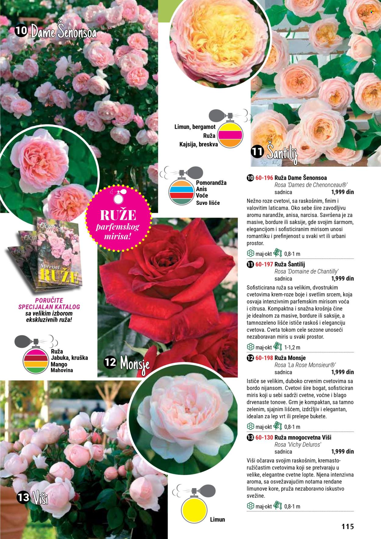 flora-ekspres - Flora Ekspres katalog septembar 2025 - page: 115