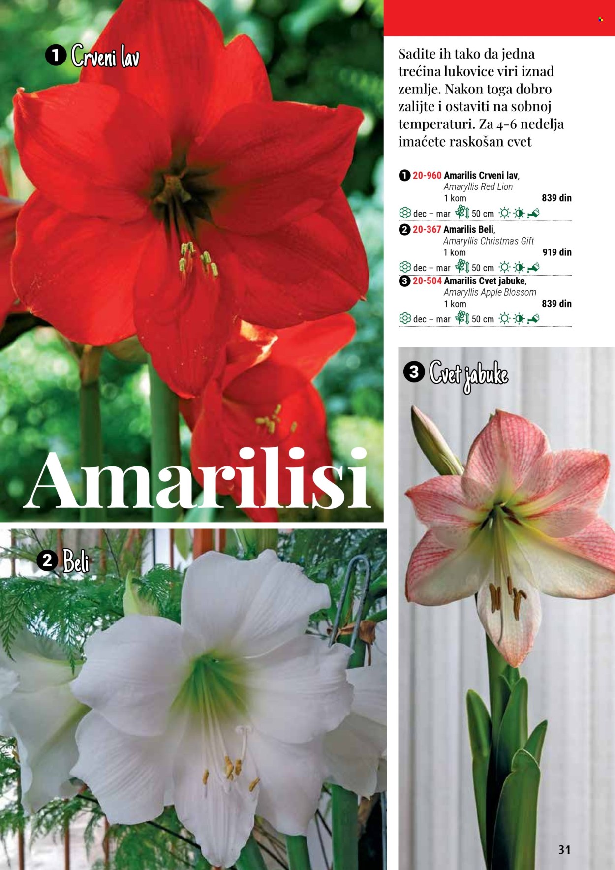 flora-ekspres - Flora Ekspres katalog septembar 2025 - page: 31