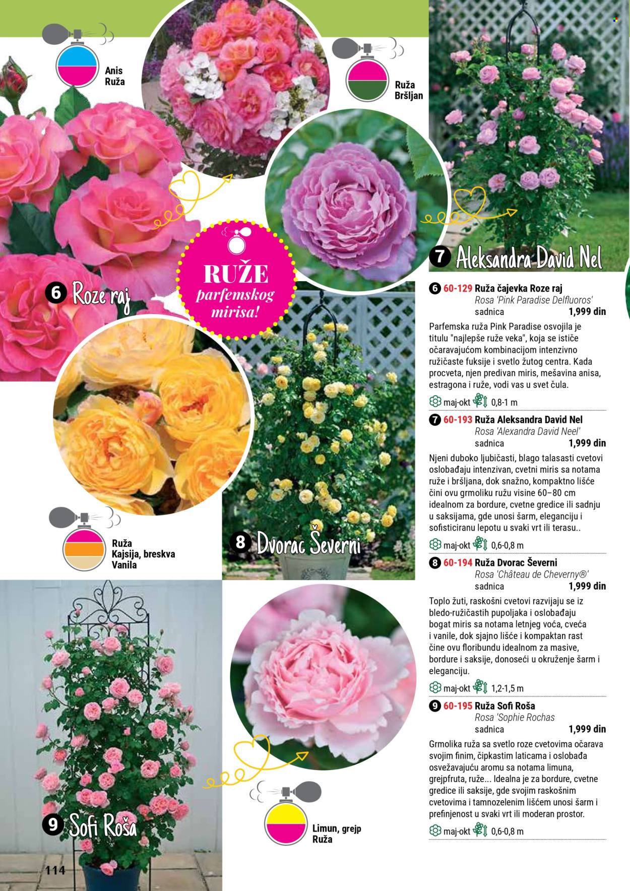 flora-ekspres - Flora Ekspres katalog septembar 2025 - page: 114