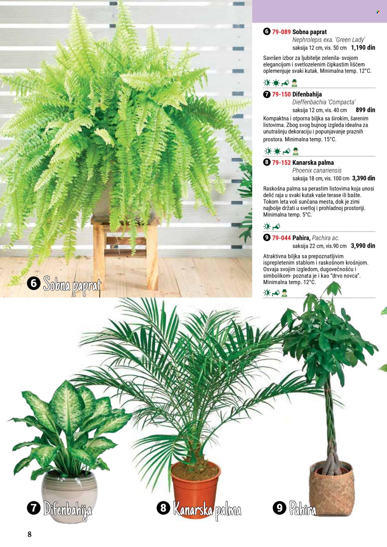 flora-ekspres - Flora Ekspres katalog septembar 2025 - page: 8