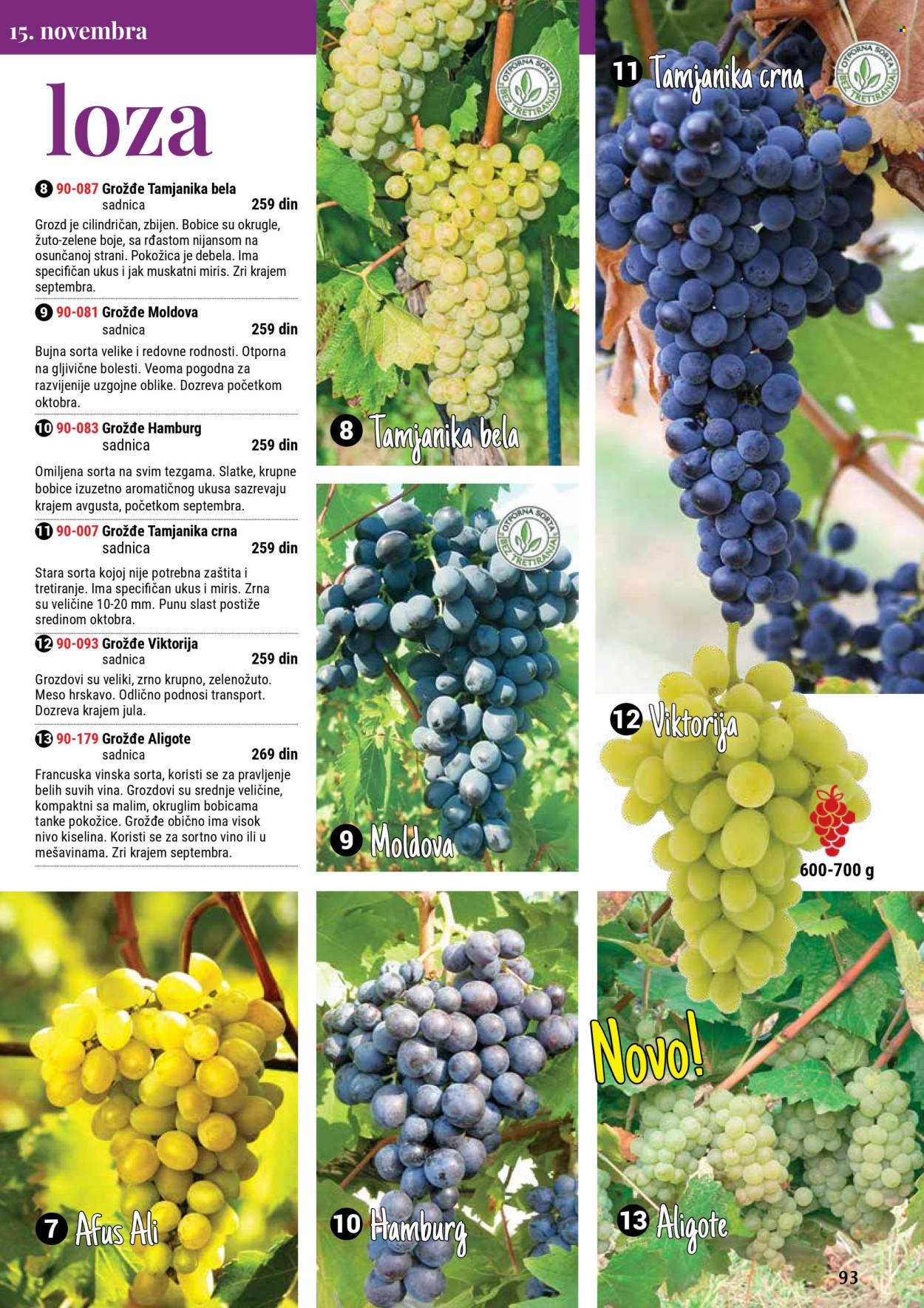 flora-ekspres - Flora Ekspres katalog septembar 2025 - page: 93