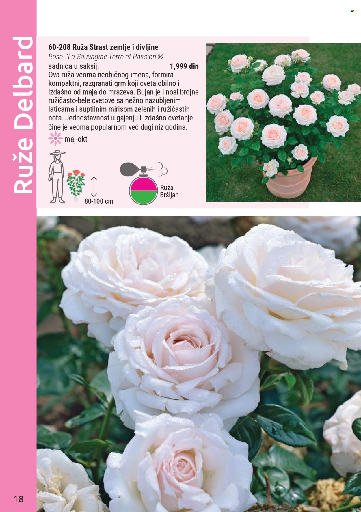 flora-ekspres - Flora Ekspres katalog novembar 2025 - page: 18