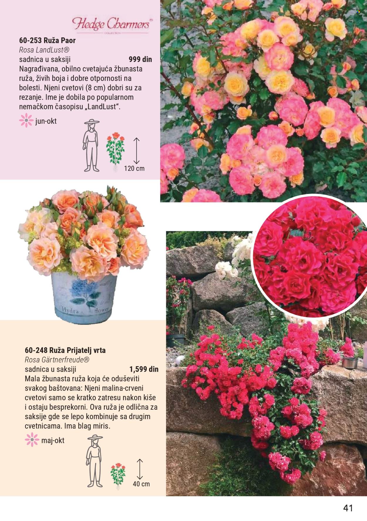 flora-ekspres - Flora Ekspres katalog novembar 2025 - page: 41
