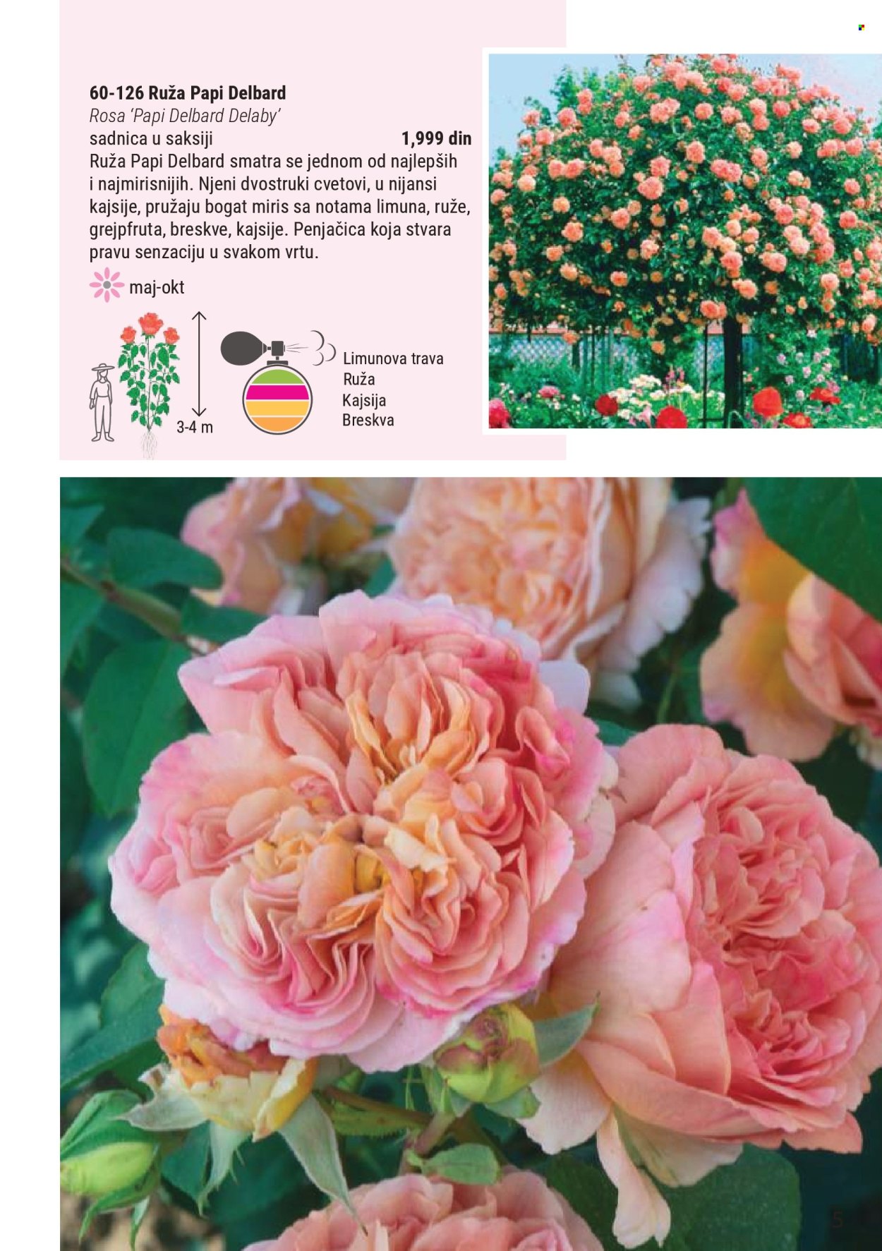 flora-ekspres - Flora Ekspres katalog novembar 2025 - page: 5