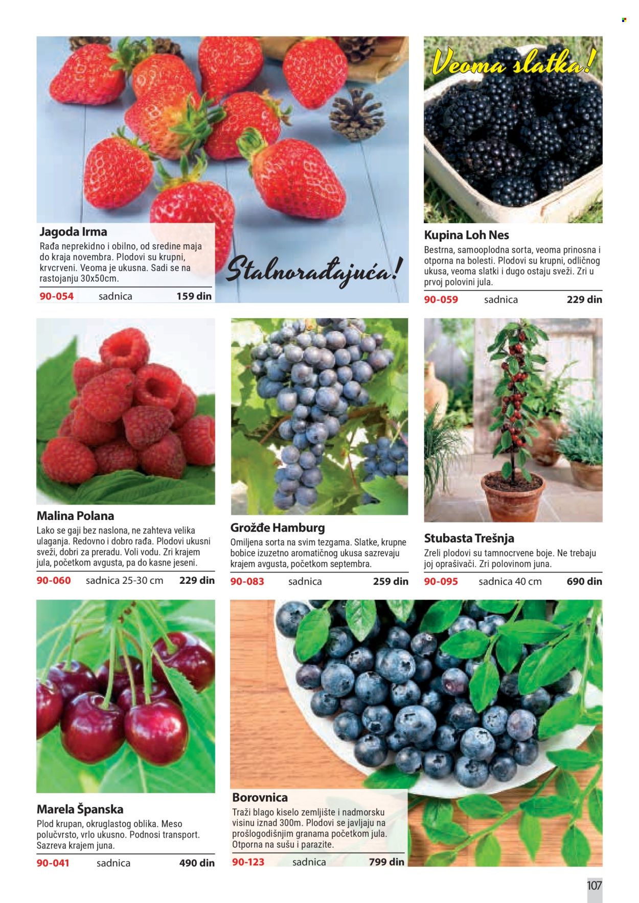 flora-ekspres - Flora Ekspres katalog februar 2026 - page: 107