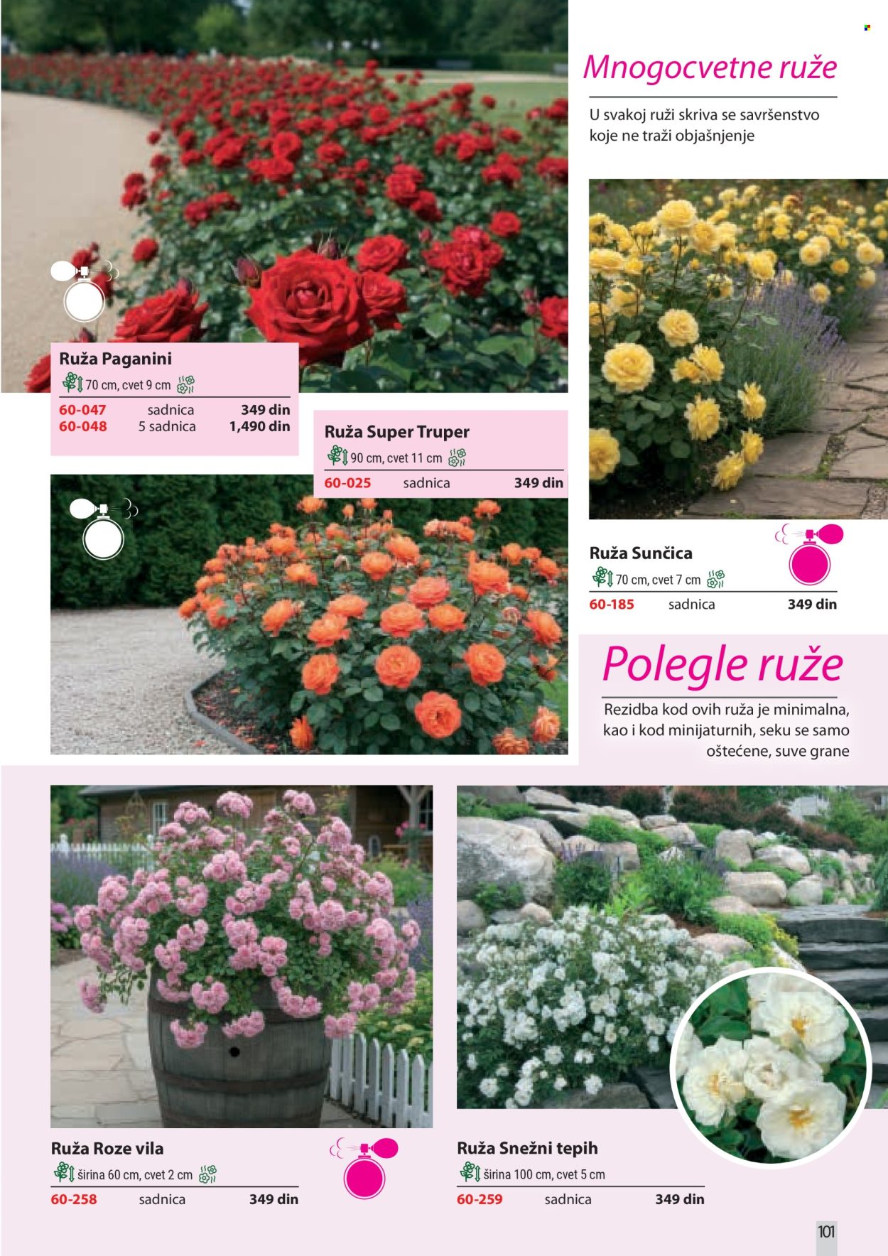 flora-ekspres - Flora Ekspres katalog februar 2026 - page: 101