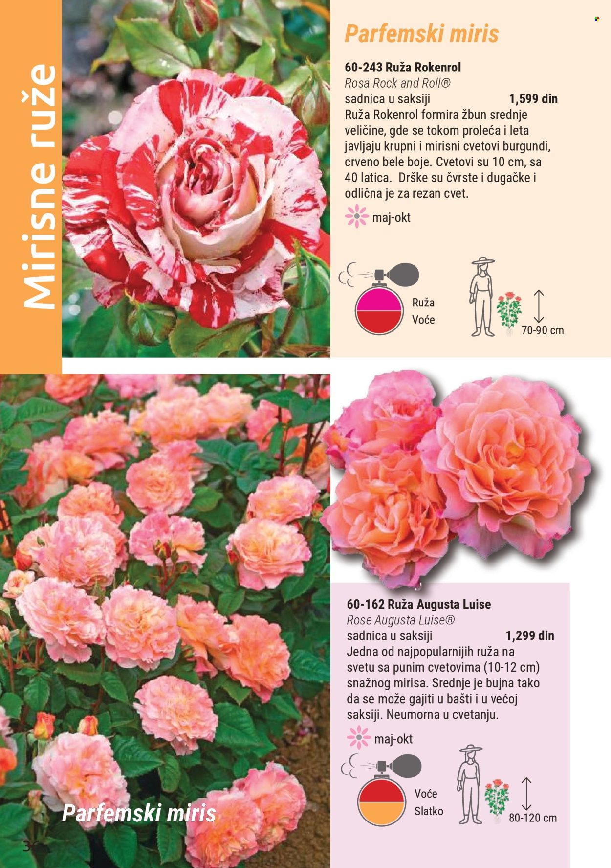 flora-ekspres - Flora Ekspres katalog mart 2026 - page: 36