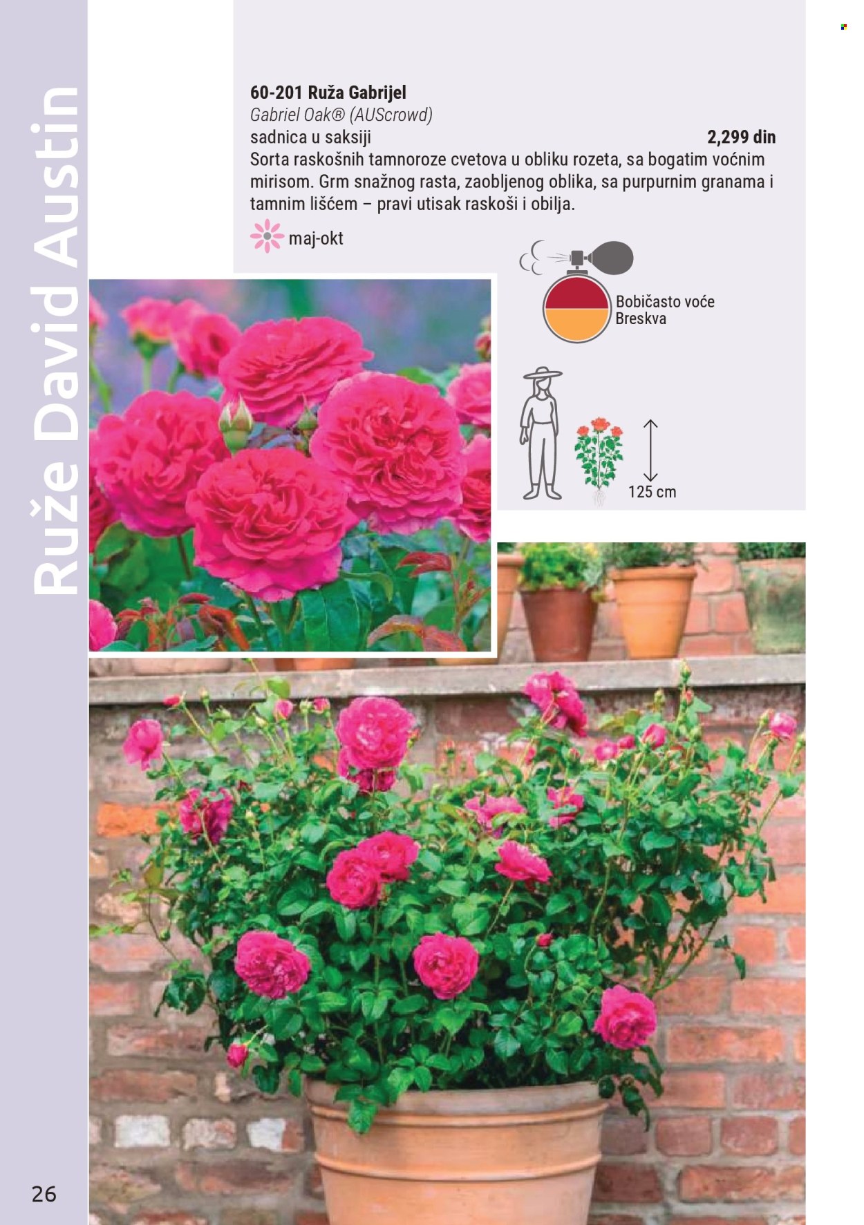 flora-ekspres - Flora Ekspres katalog mart 2026 - page: 26