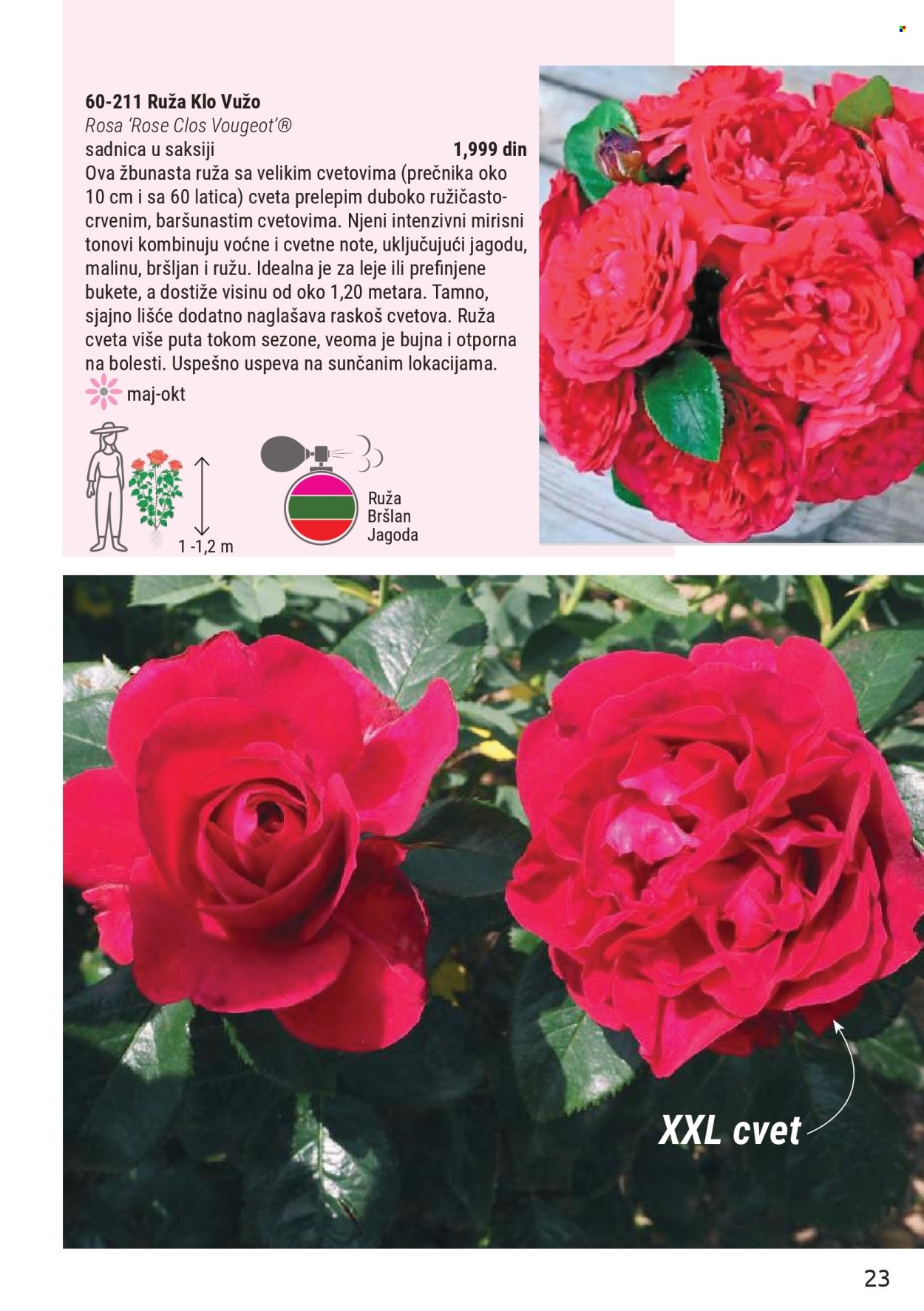 flora-ekspres - Flora Ekspres katalog mart 2026 - page: 23