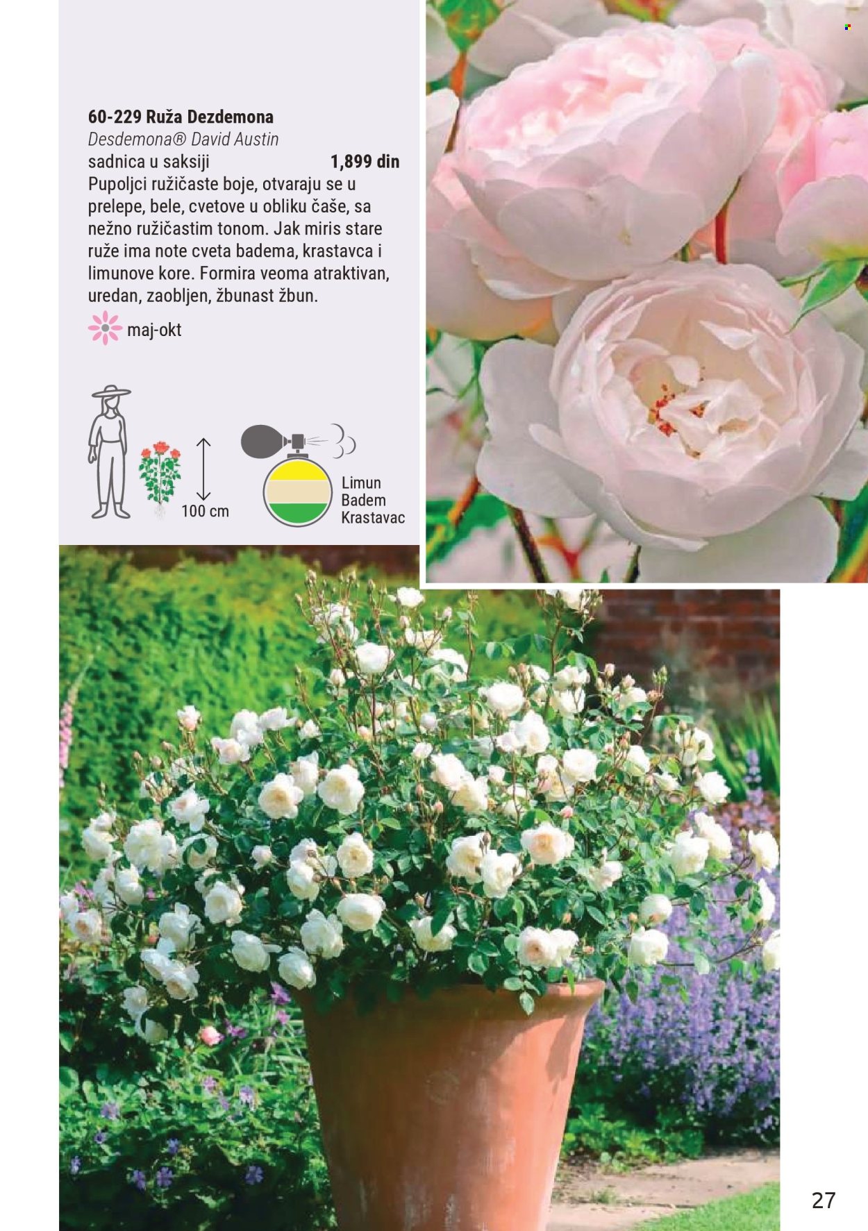 flora-ekspres - Flora Ekspres katalog mart 2026 - page: 27