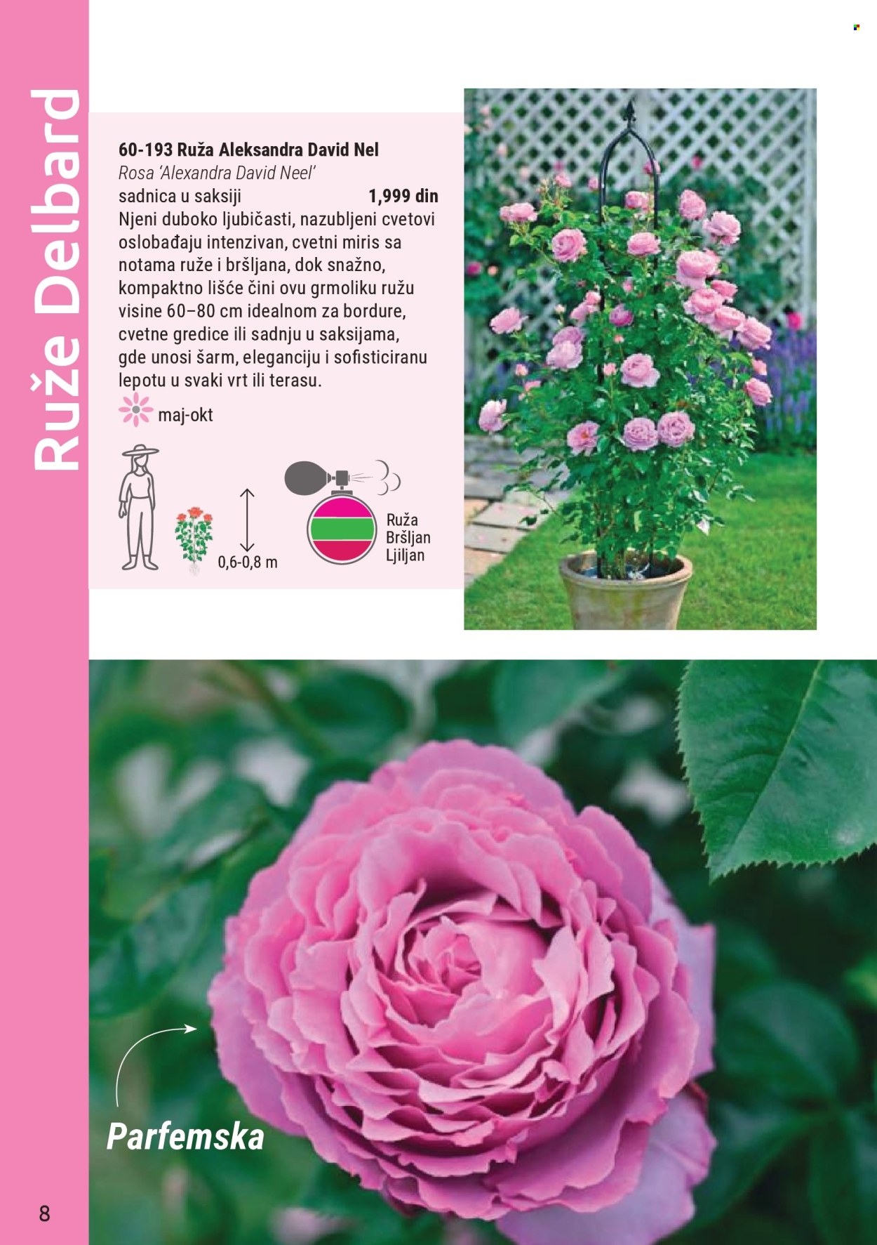 flora-ekspres - Flora Ekspres katalog mart 2026 - page: 8