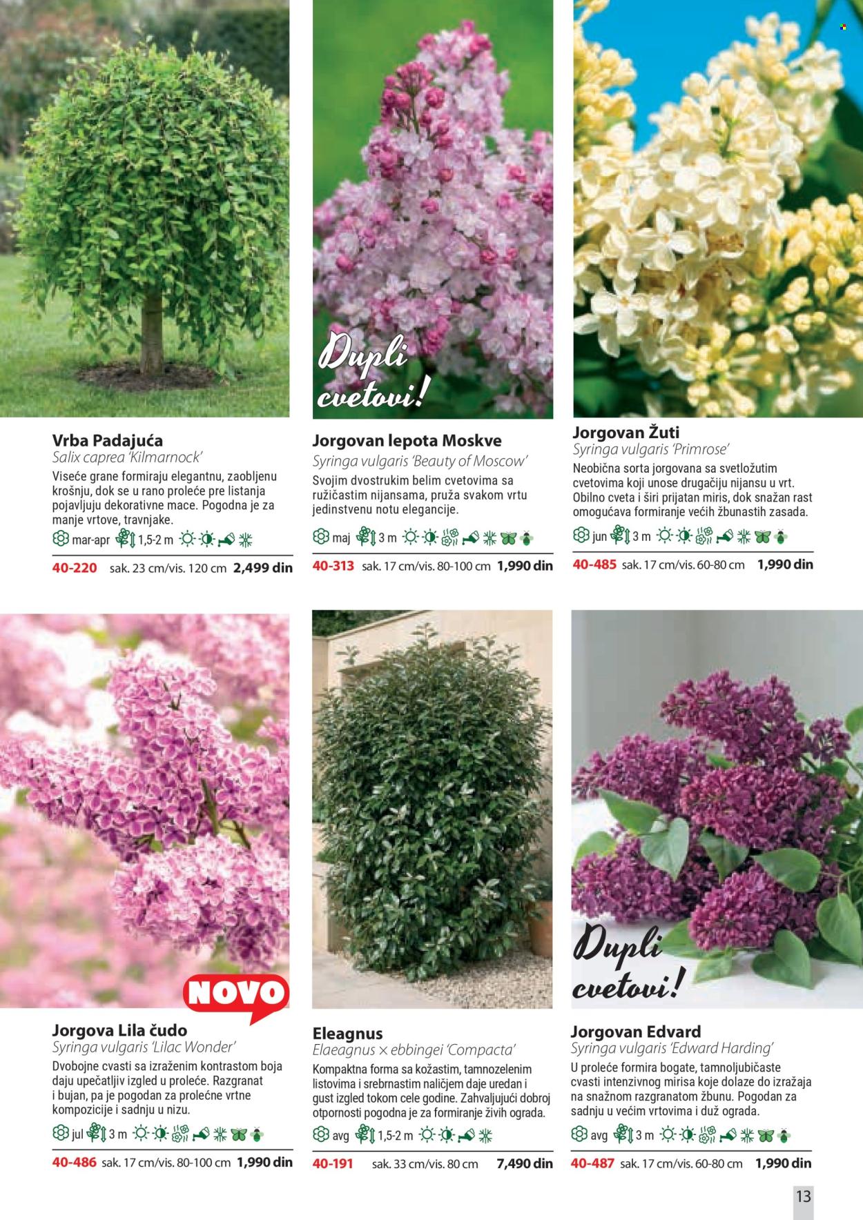 flora-ekspres - Flora Ekspres katalog april 2026 - page: 13