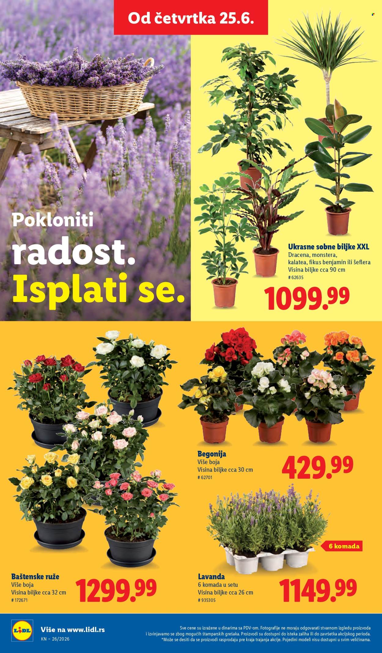 lidl - Lidl katalog - 25.06.-01.07.2026 - page: 74