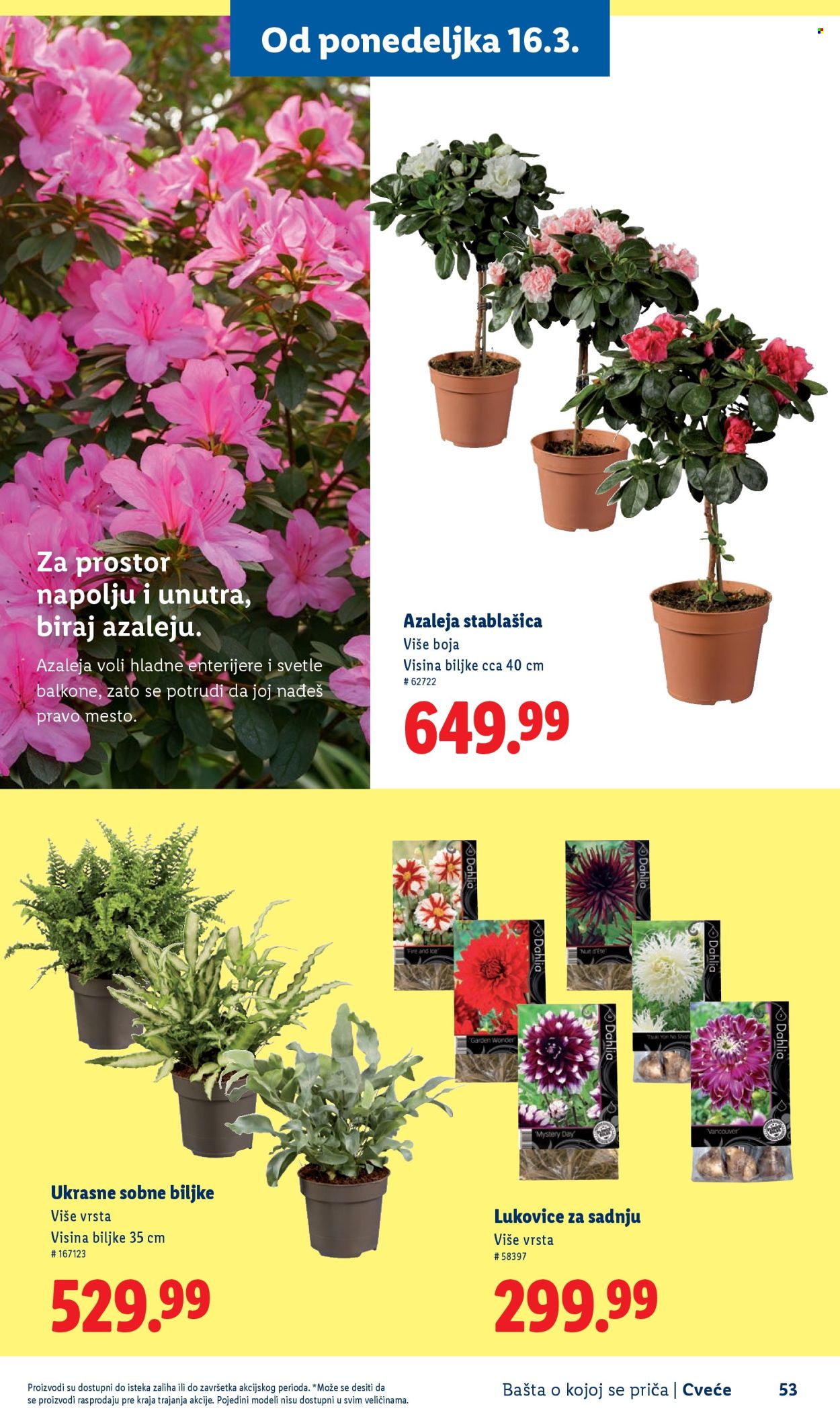 lidl - Lidl katalog mart 2026 - page: 53
