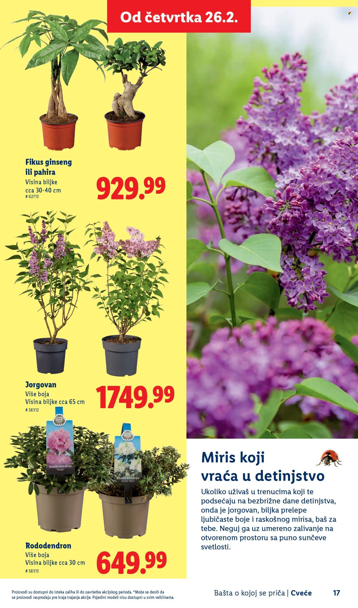 lidl - Lidl katalog mart 2026 - page: 17