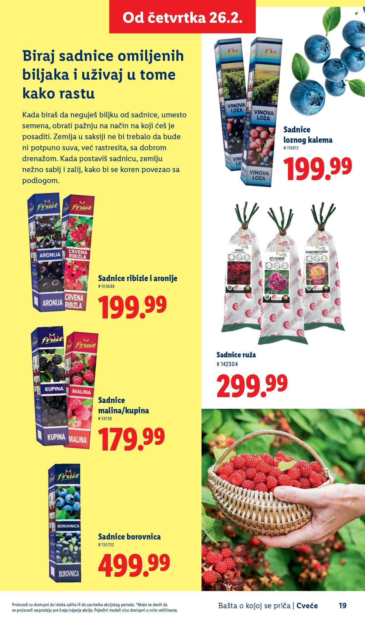 lidl - Lidl katalog mart 2026 - page: 19