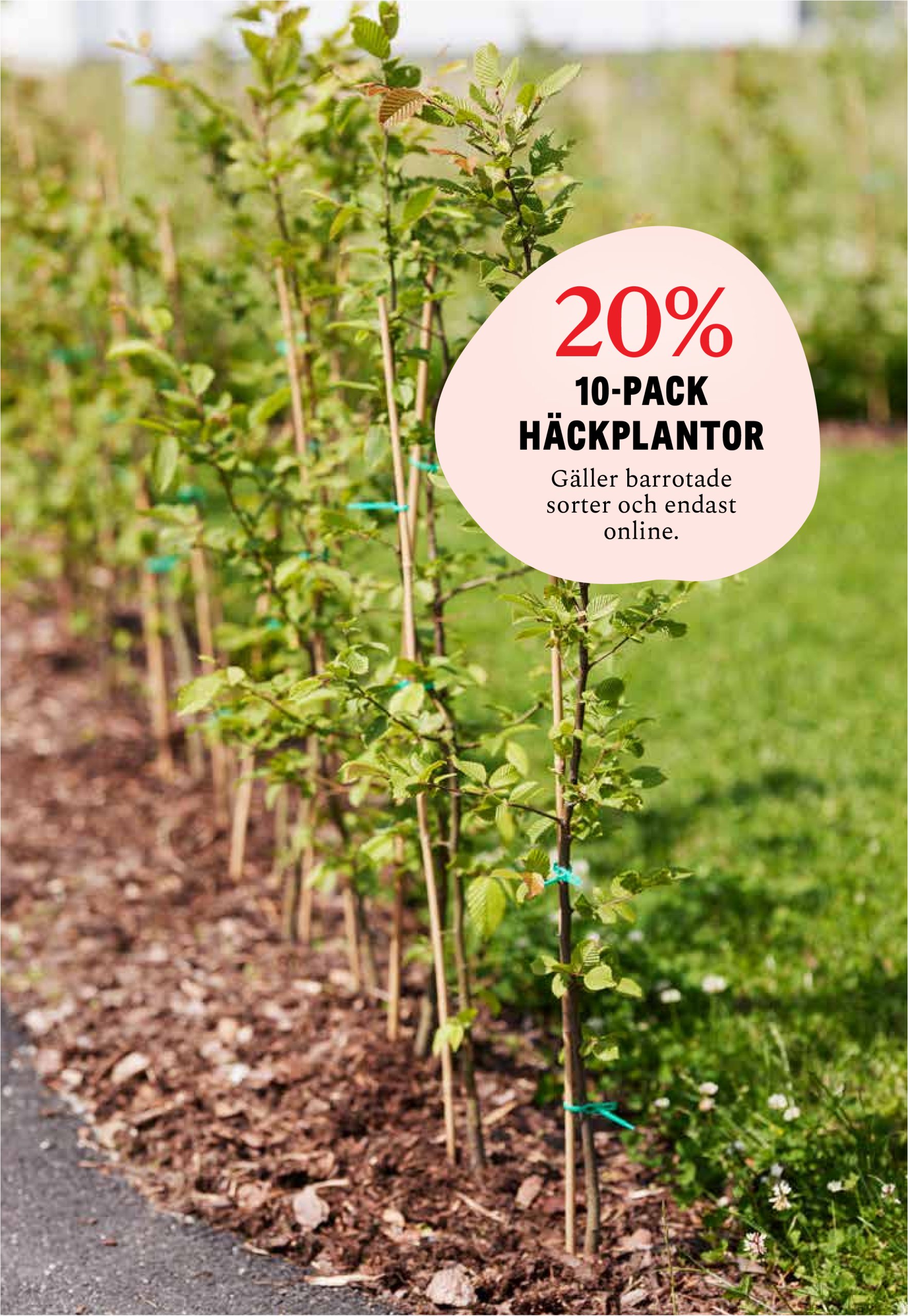 blomster-landet - Blomster Landet-reklambladet giltigt från 07/04 - 13/04 - page: 8