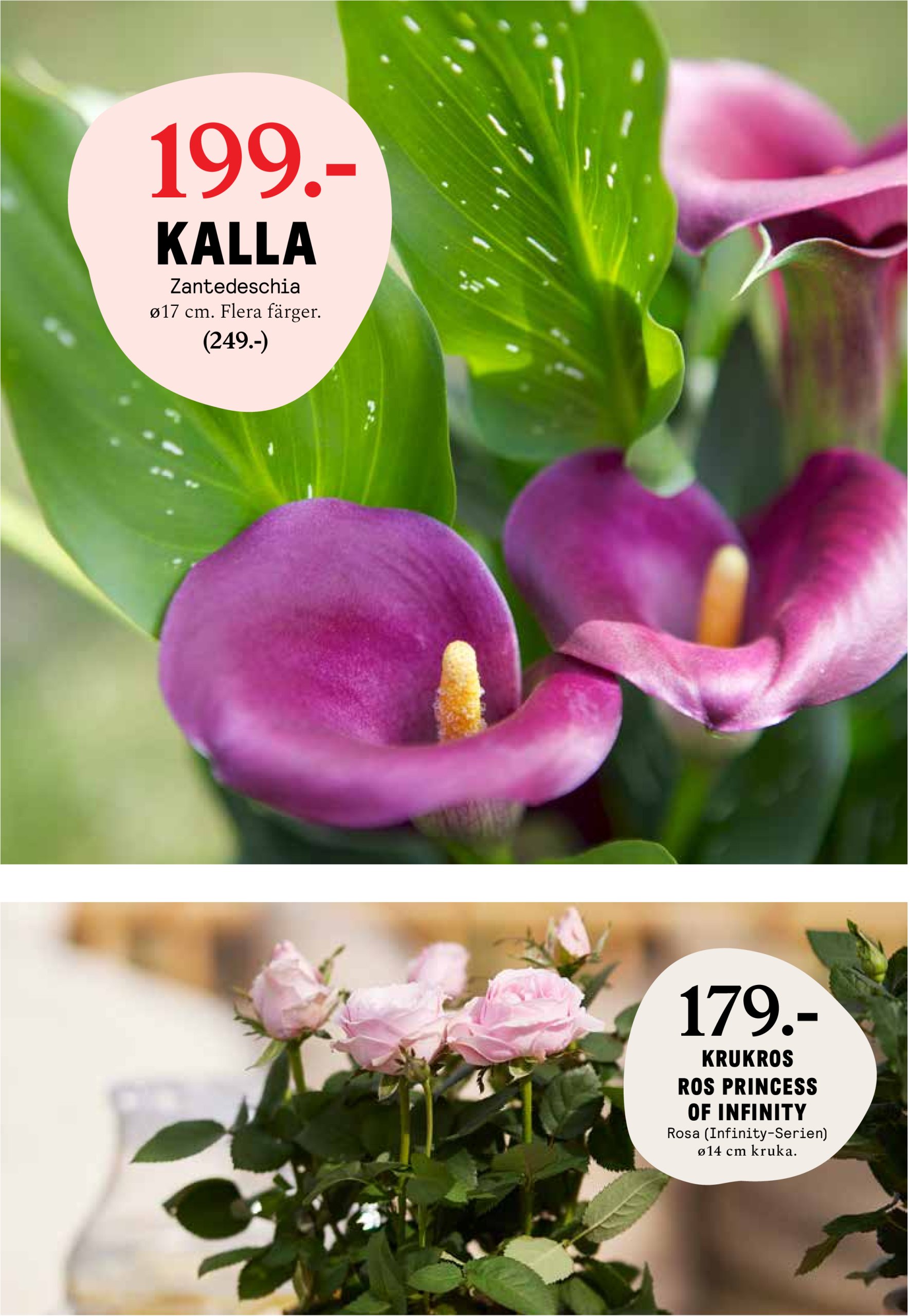 blomster-landet - Blomster Landet-reklambladet giltigt från 19/05 - 25/05 - page: 3