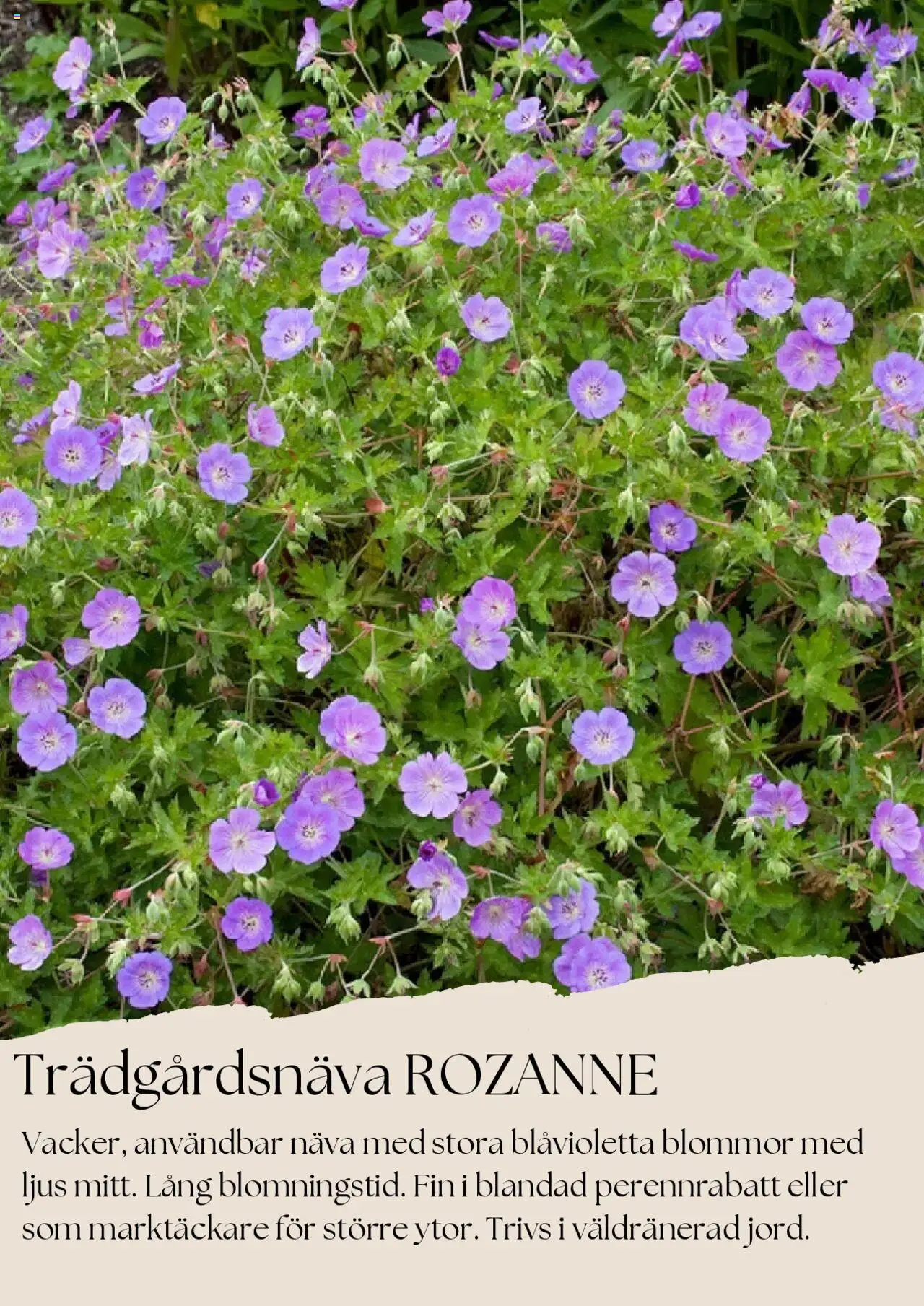 plantagen - Plantagen - erbjudanden från 01/08/2025 - page: 5