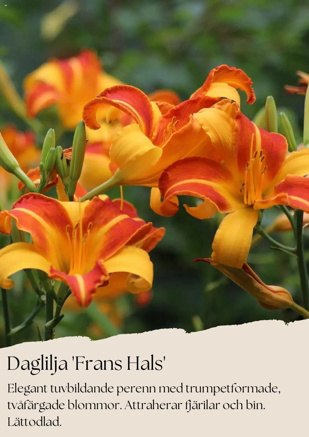 plantagen - Plantagen - erbjudanden från 01/08/2025 - page: 8