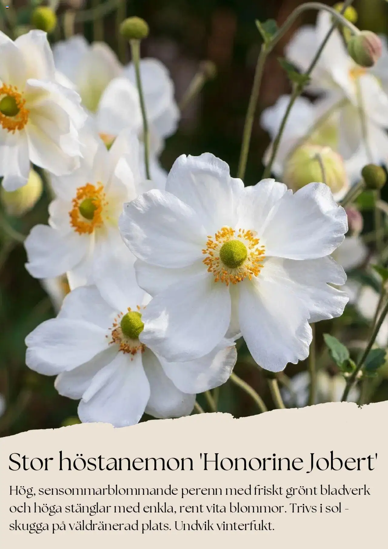 plantagen - Plantagen - erbjudanden från 01/08/2025 - page: 6