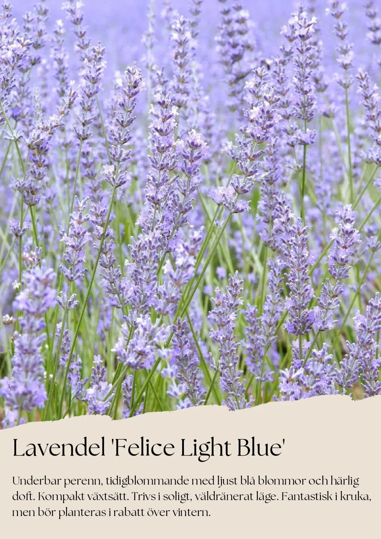 plantagen - Plantagen - erbjudanden från 01/08/2025 - page: 3