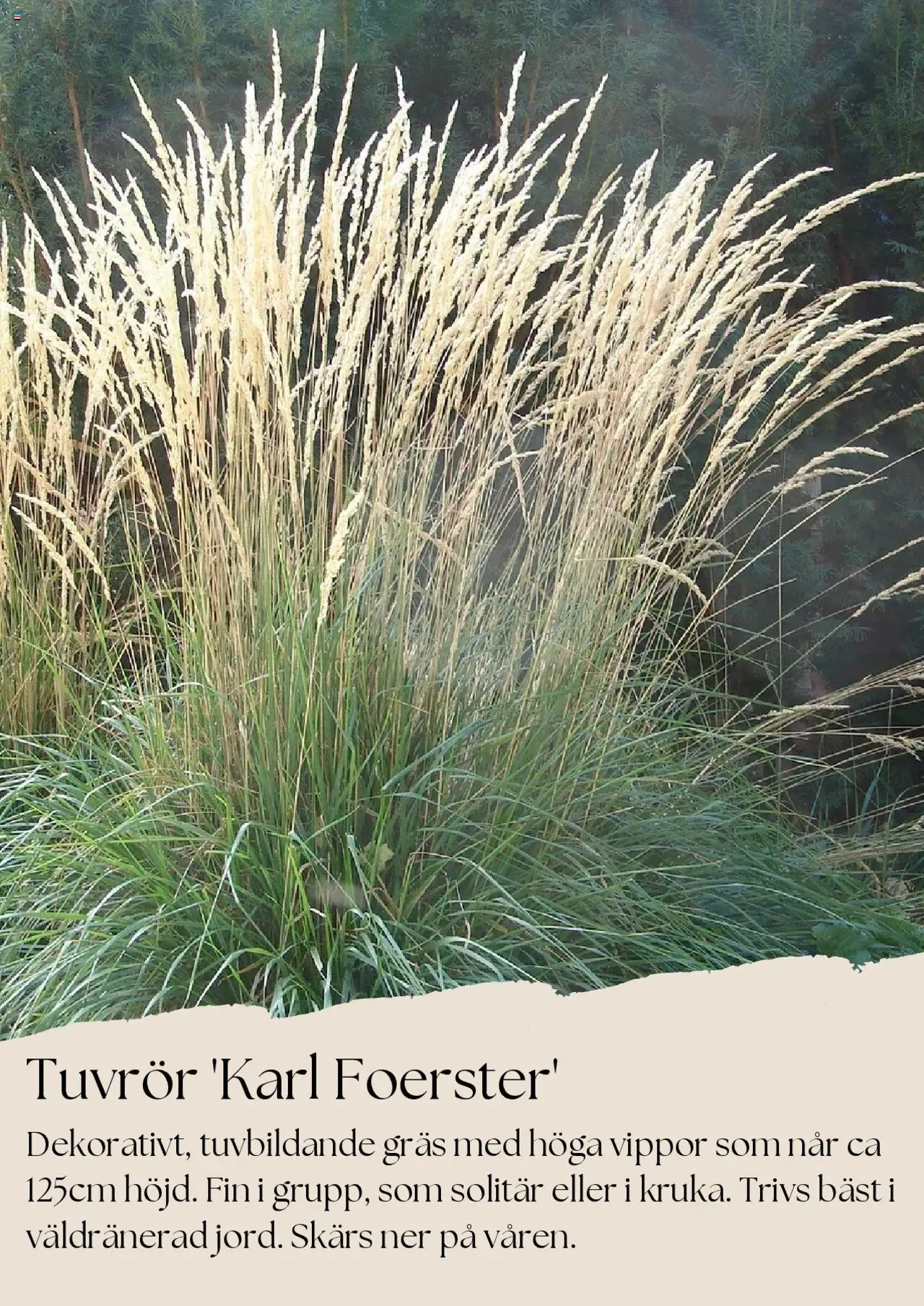 plantagen - Plantagen - erbjudanden från 01/08/2025 - page: 4