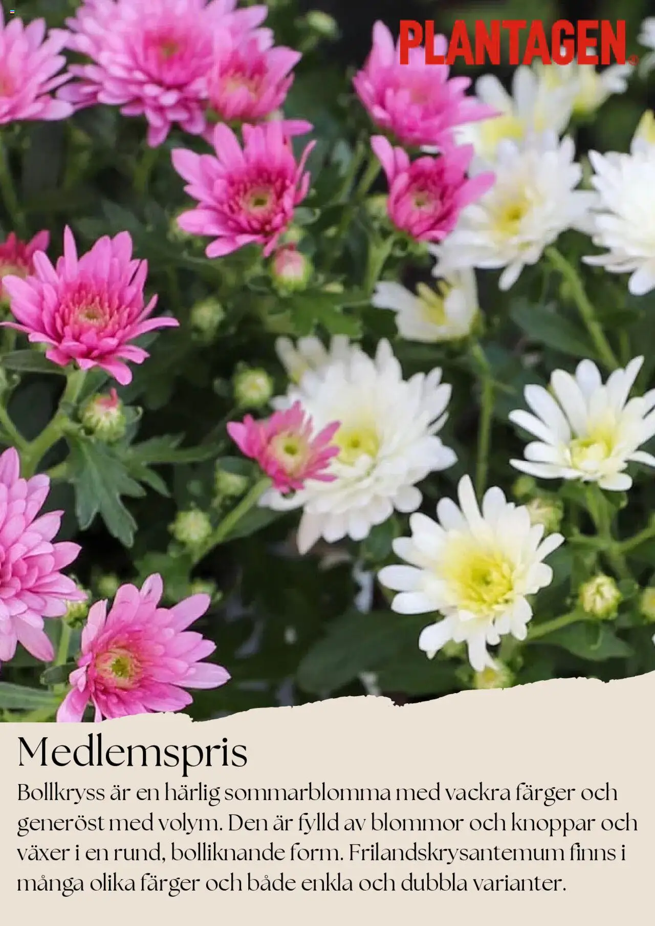 plantagen - Plantagen - erbjudanden från 01/08/2025 - page: 1