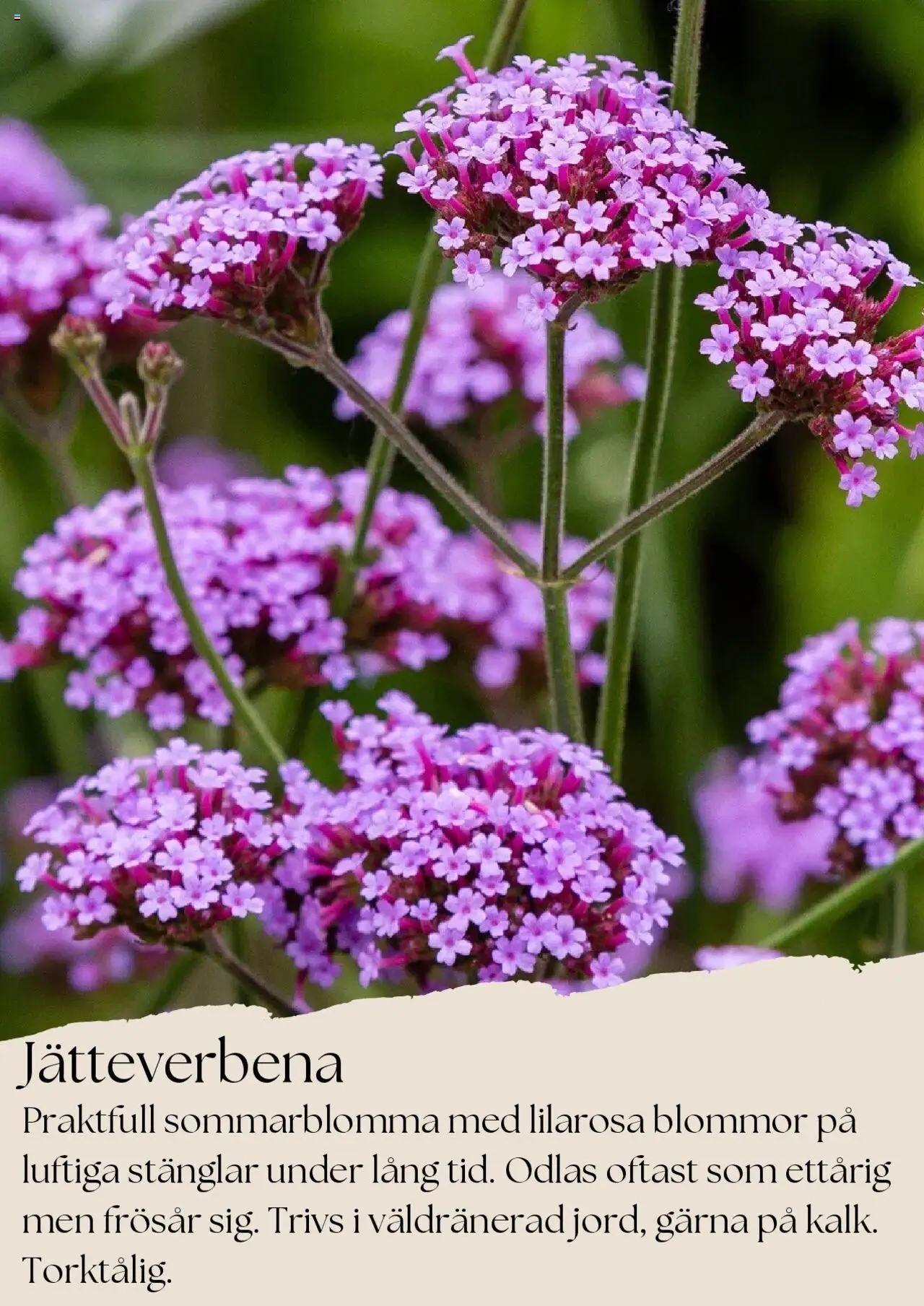 plantagen - Plantagen - erbjudanden från 01/08/2025 - page: 7