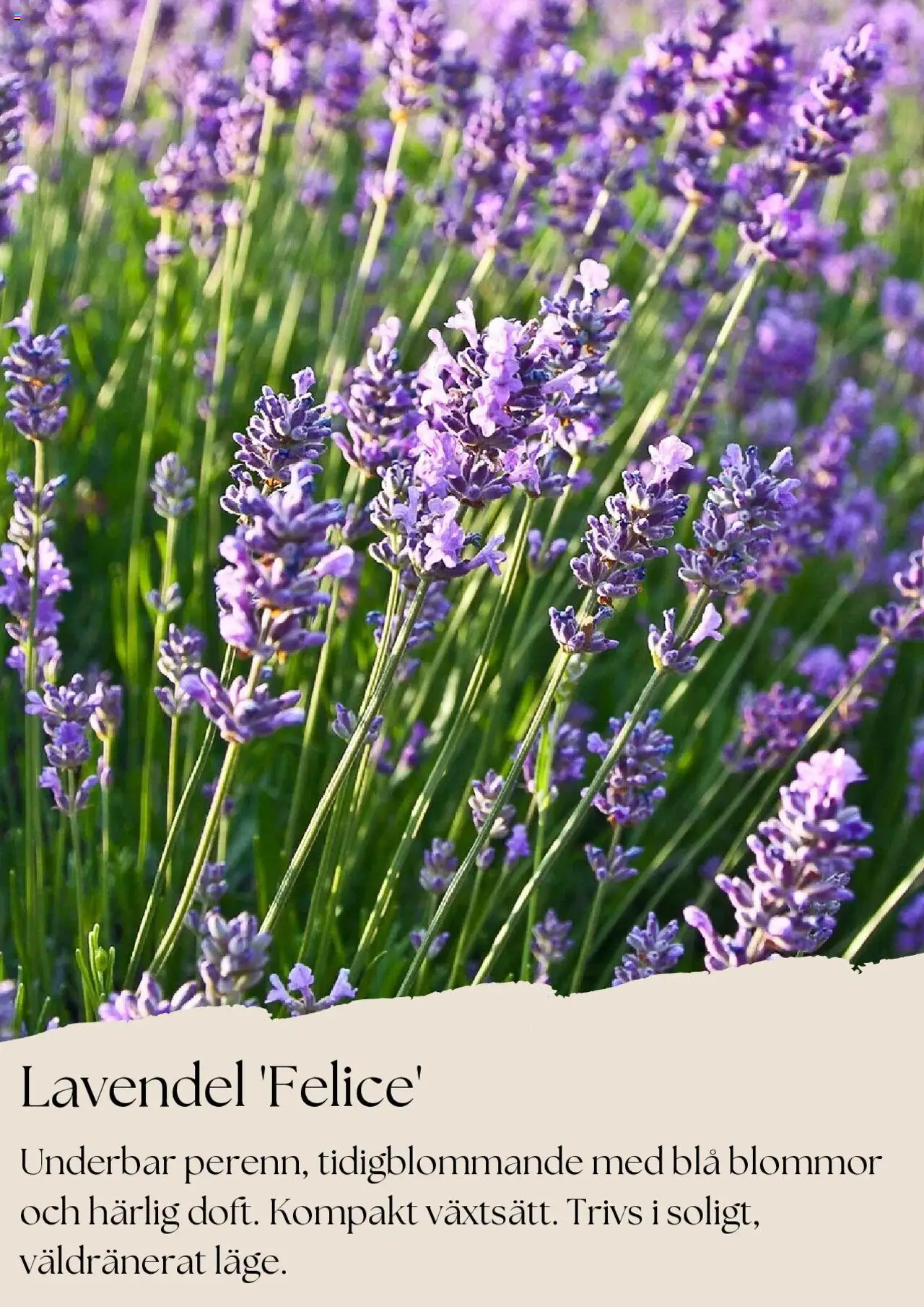 plantagen - Plantagen - erbjudanden från 01/08/2025 - page: 2