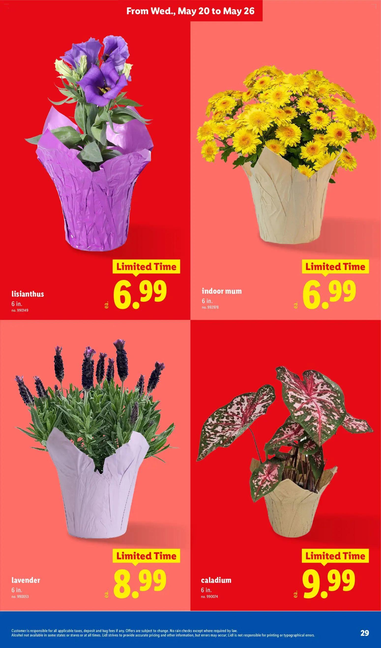 lidl - Lidl Weekly Ad - 05/20 - 05/26 2026 - page: 29