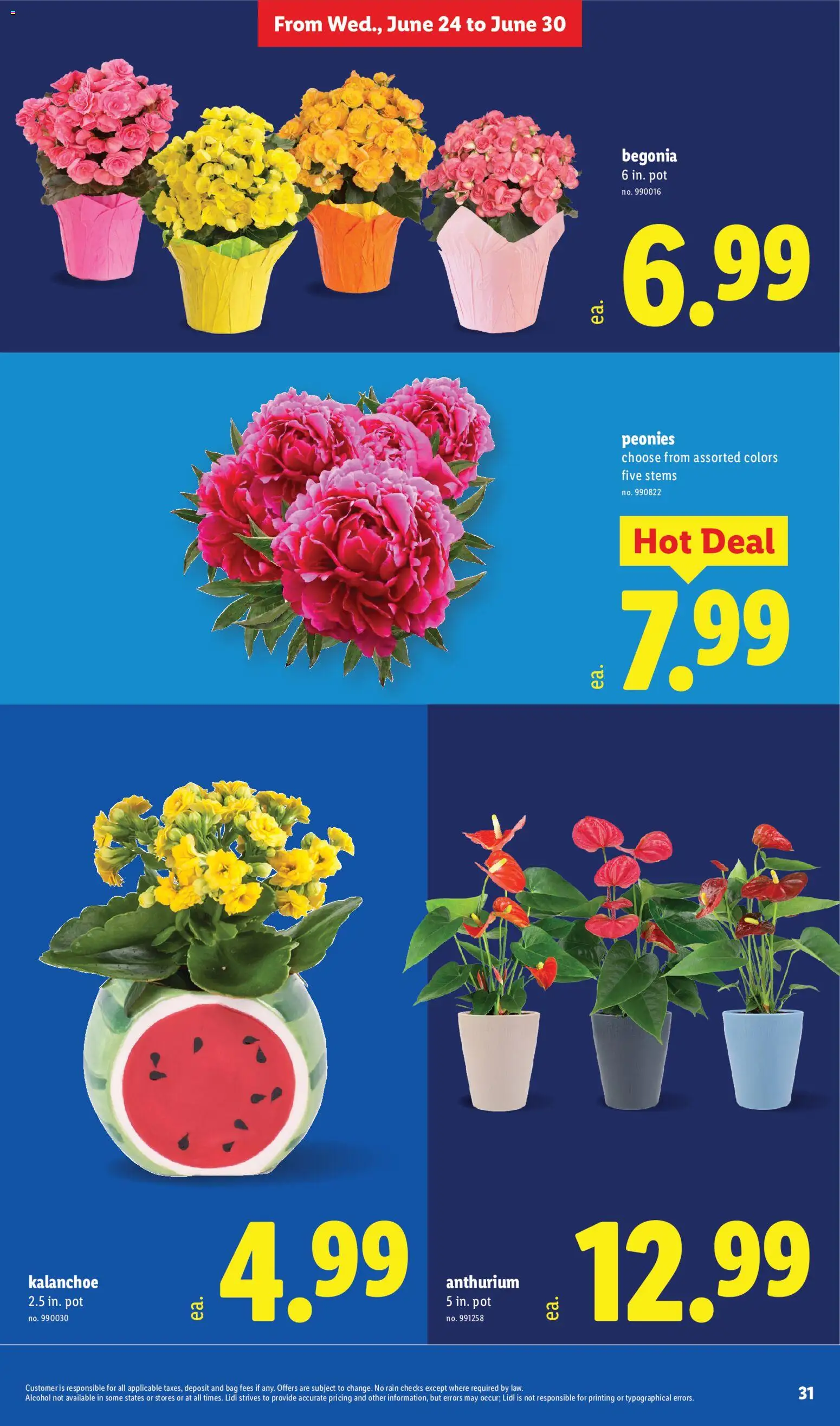 lidl - Lidl Weekly Ad - 06/24 - 06/30 2026 - page: 31