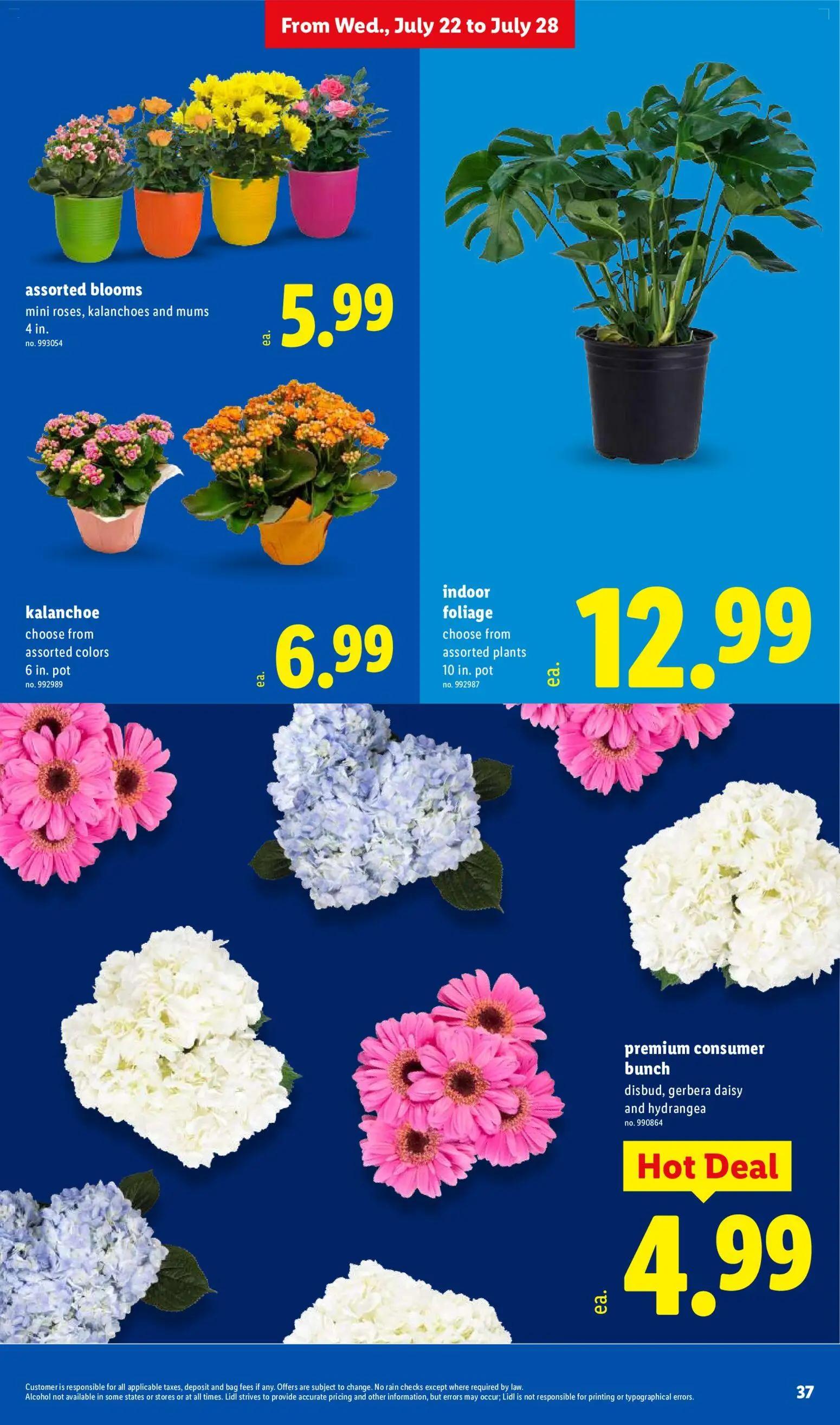 lidl - Lidl Weekly Ad - 07/22 - 07/28 2026 - page: 37