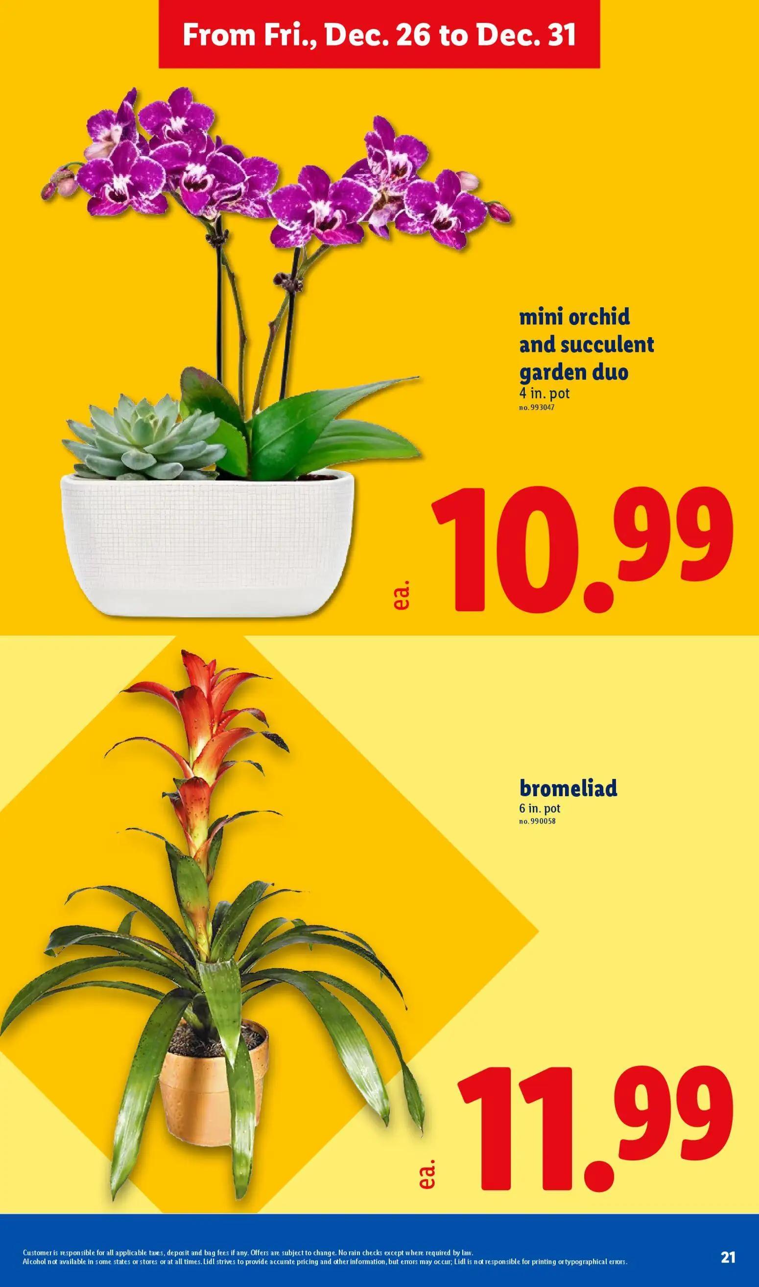 lidl - Lidl Weekly Ad - 12/26 - 12/31 2025 - page: 21