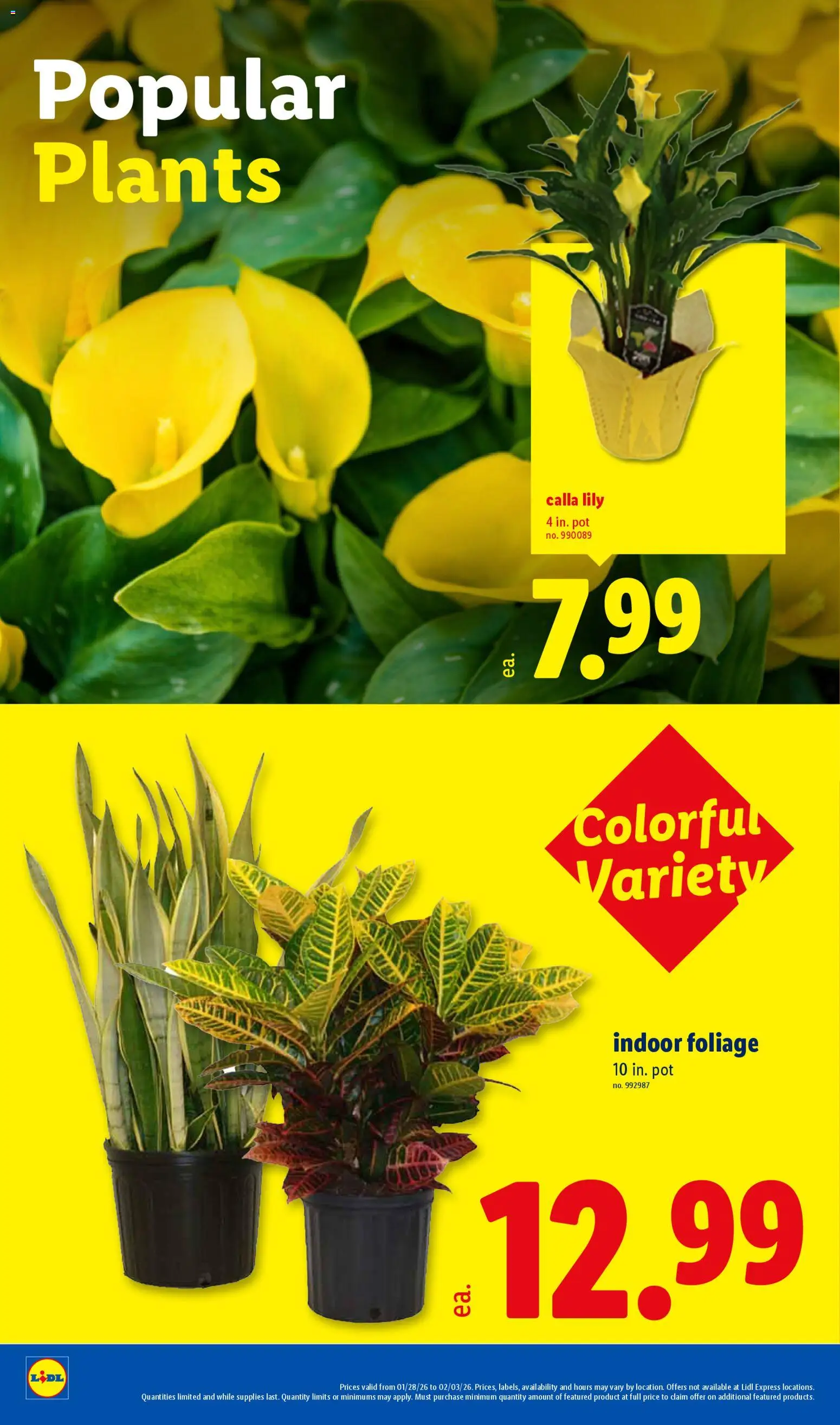lidl - Lidl Weekly Ad - 01/28 - 02/03 2026 - page: 24