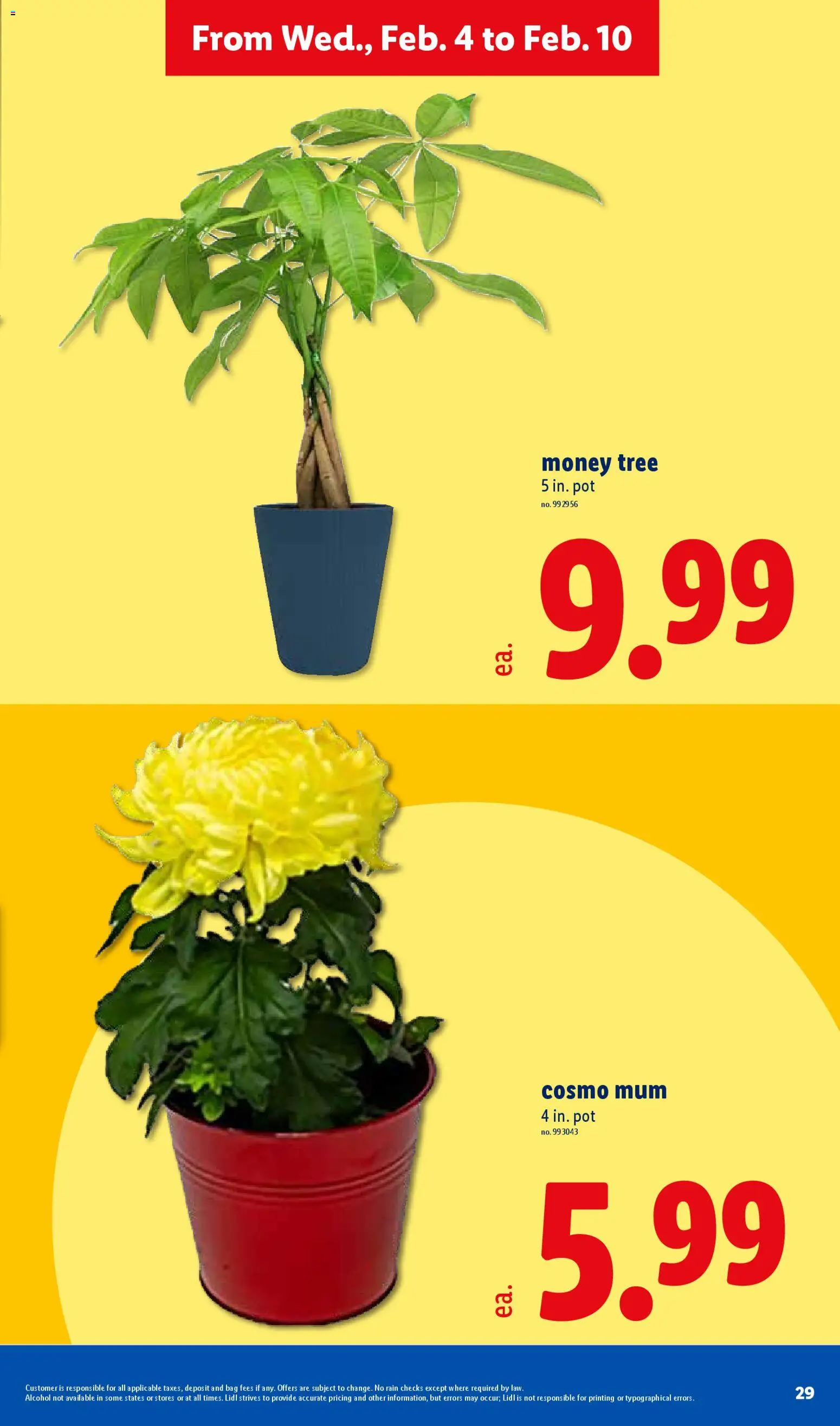 lidl - Lidl Weekly Ad - 02/04 - 02/10 2026 - page: 29