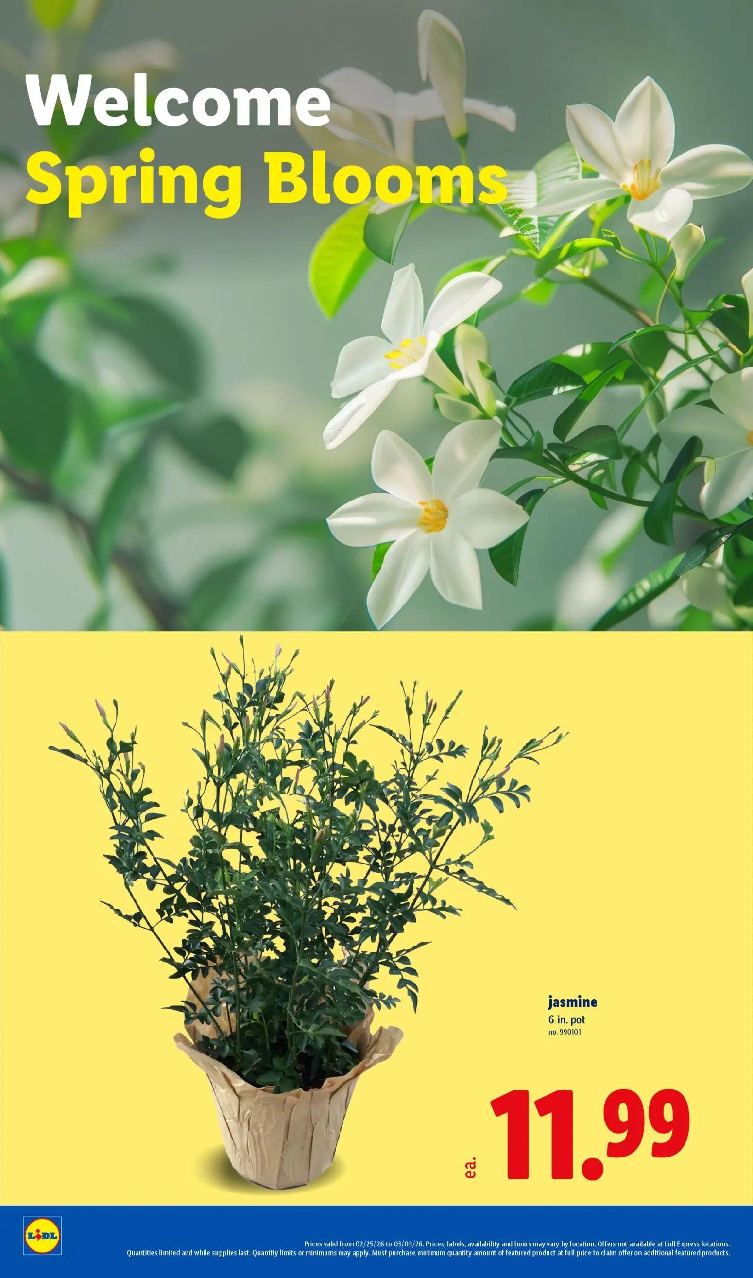 lidl - Lidl Weekly Ad - 02/25 - 03/03 2026 - page: 20