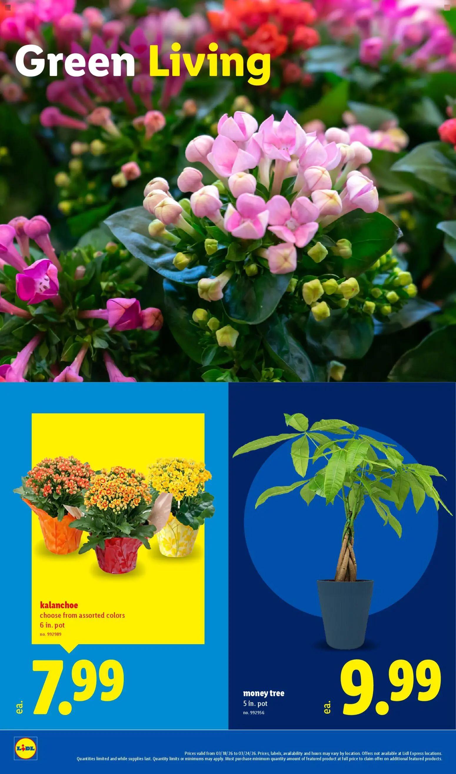 lidl - Lidl Weekly Ad - 03/18 - 03/24 2026 - page: 22